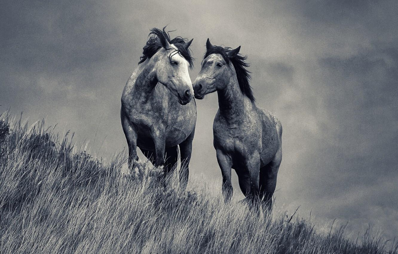 Wallpaper love, grass, field, horses, couple image for desktop