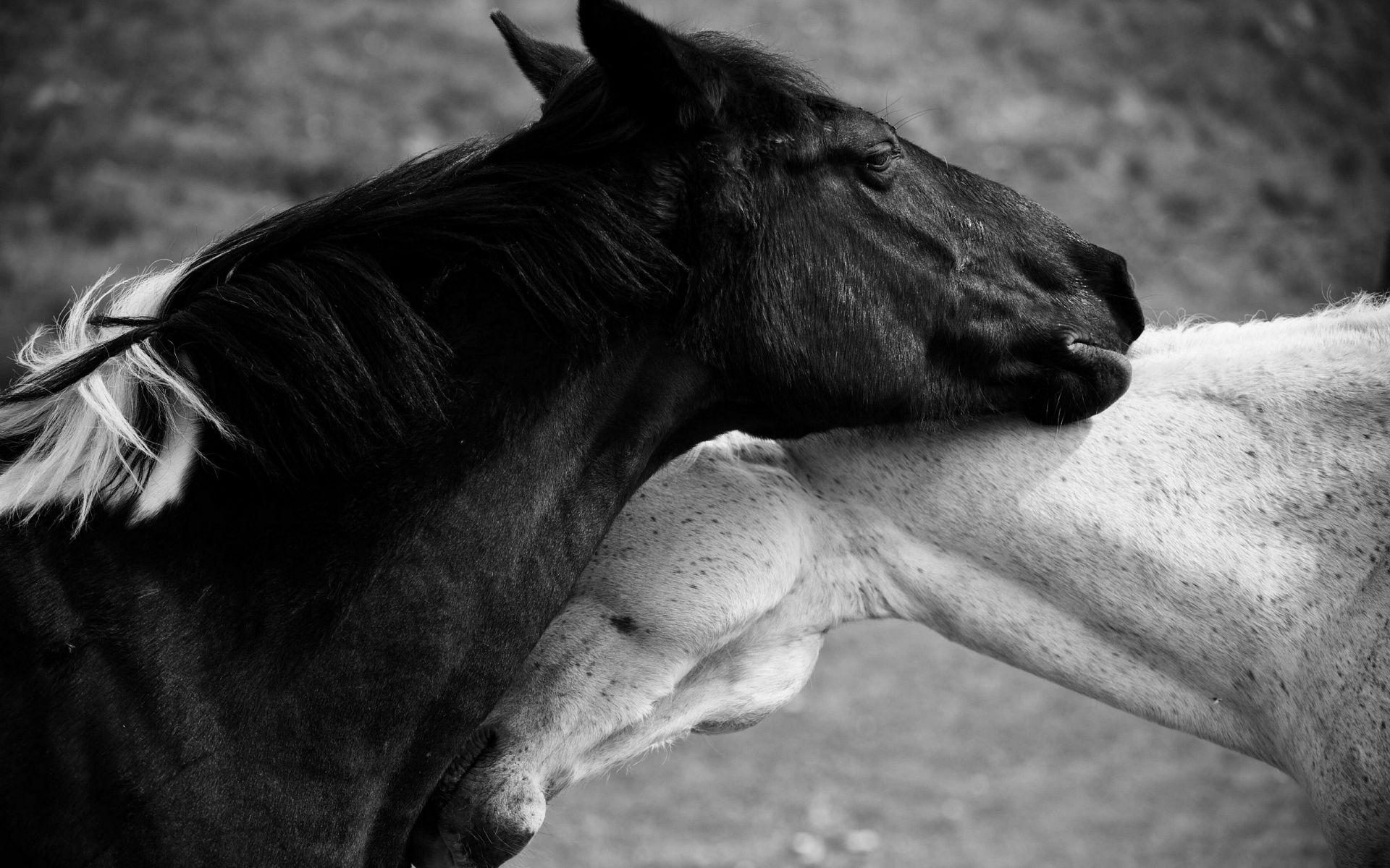 black and white horse love animals wallpaper Animals