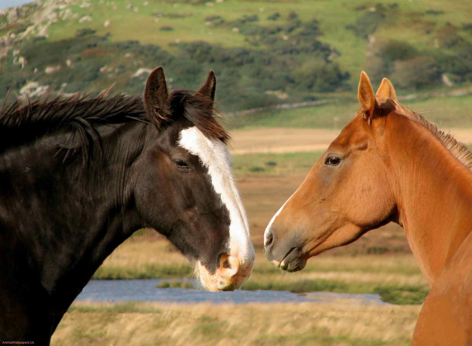 Horses In Love HD desktop wallpaper, Widescreen, High Definition