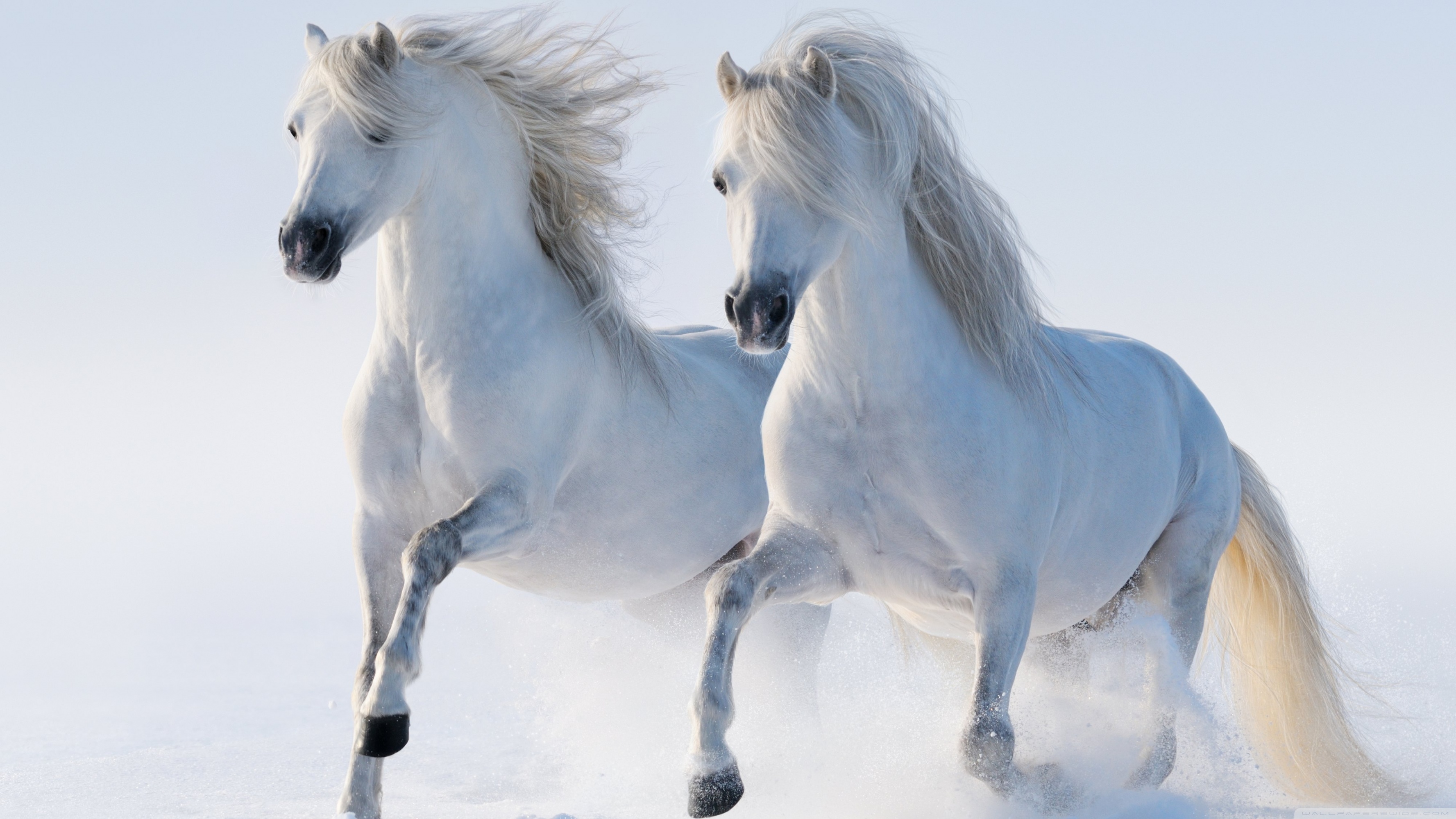 Horses ❤ 4K HD Desktop Wallpaper for 4K Ultra HD TV • Wide