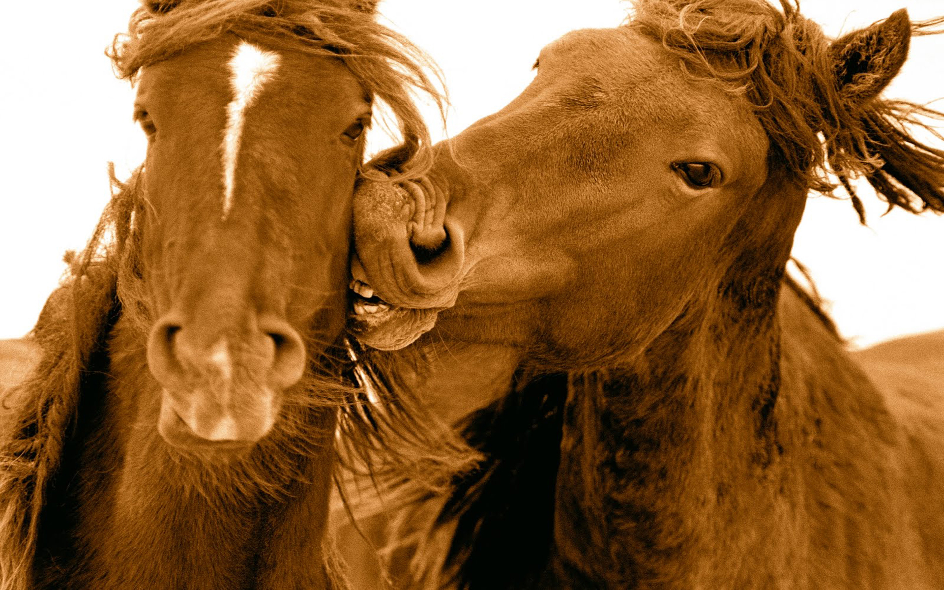 Animal, Horse, Love wallpaper and background. Animal