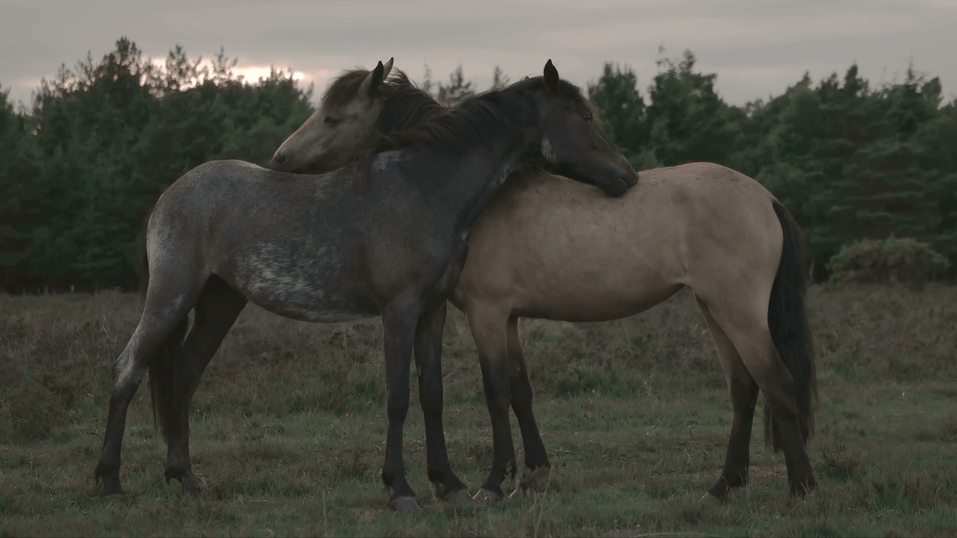 Horses Love. Horse and mare show affection to each other Stock Video