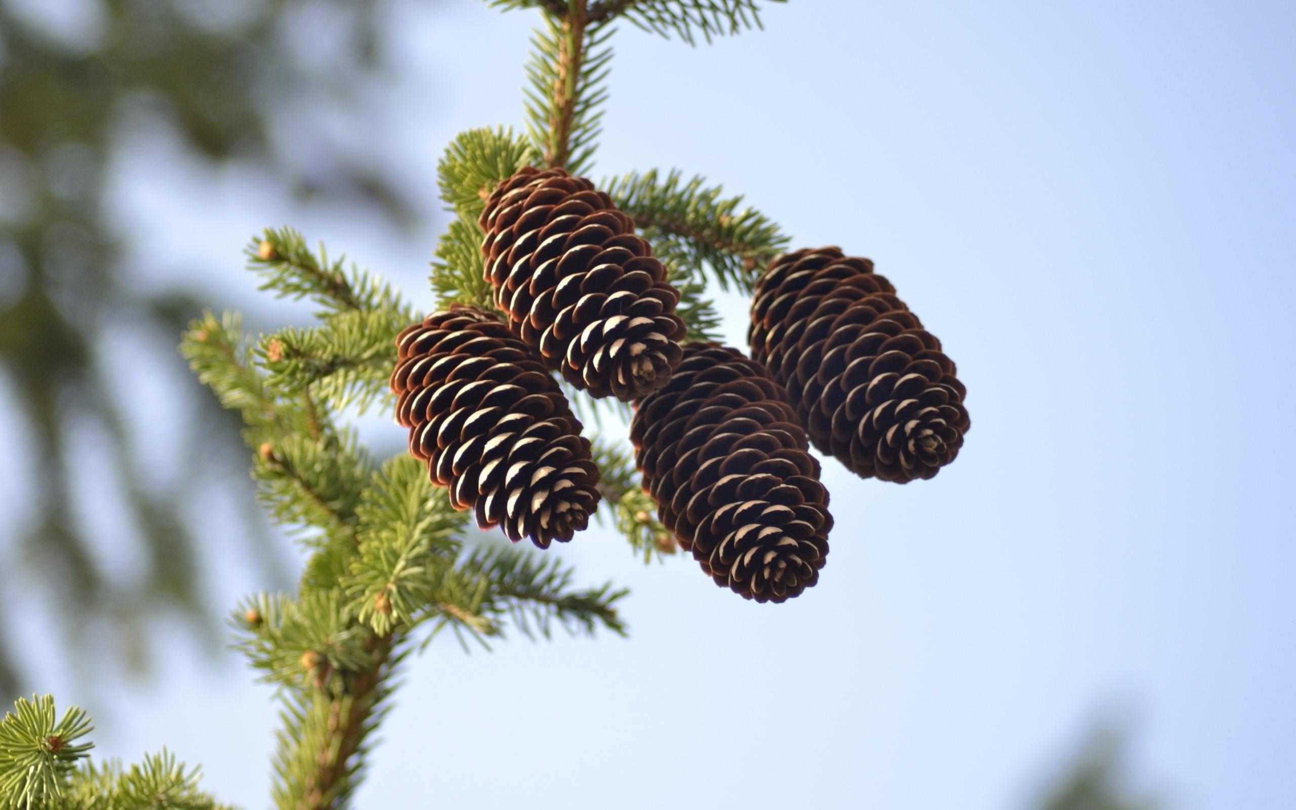 nature pine cones blurred plants wallpaper and background