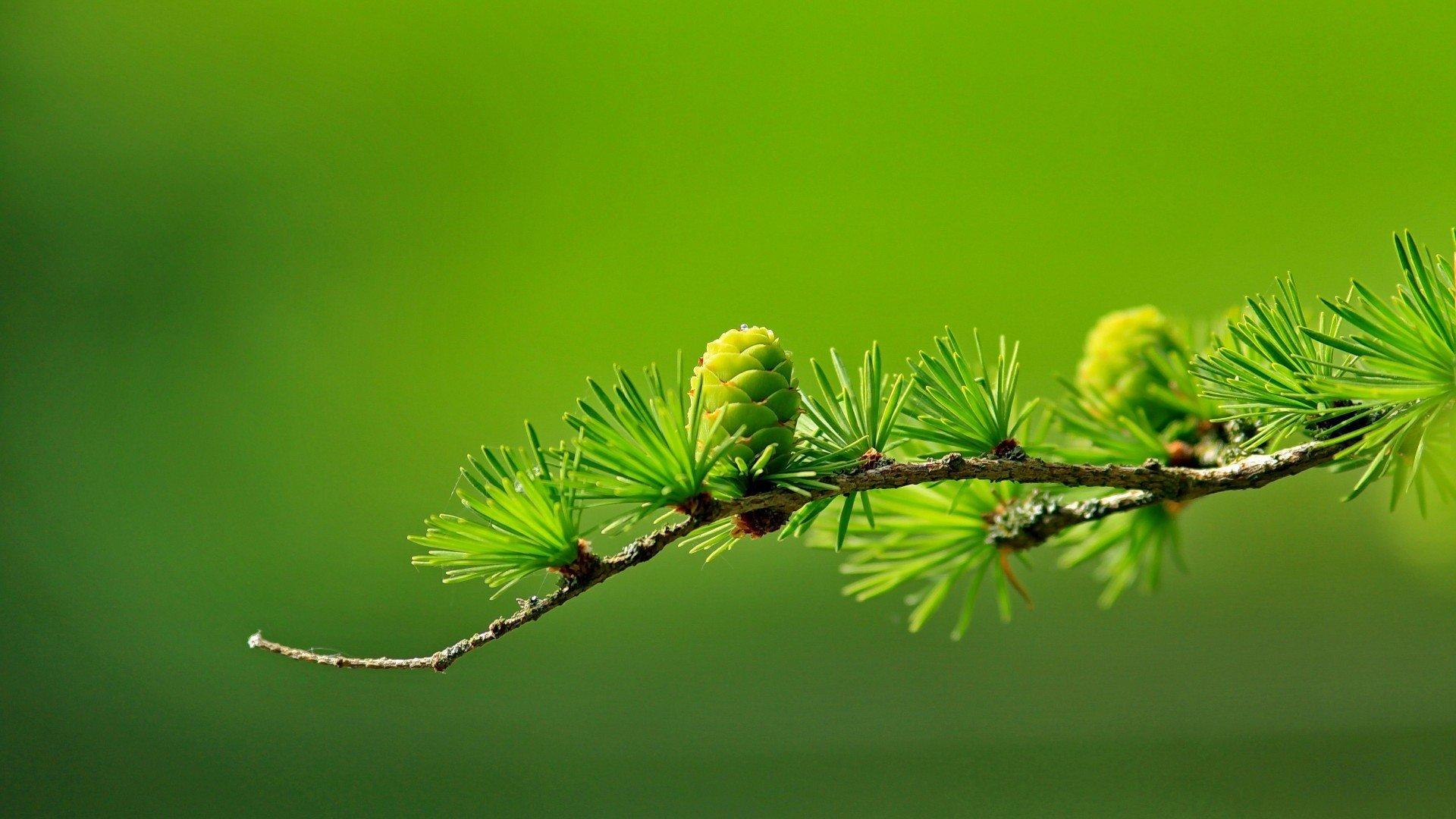 conifer, Cones, Macro, Blurred, Green, Photography Wallpaper HD