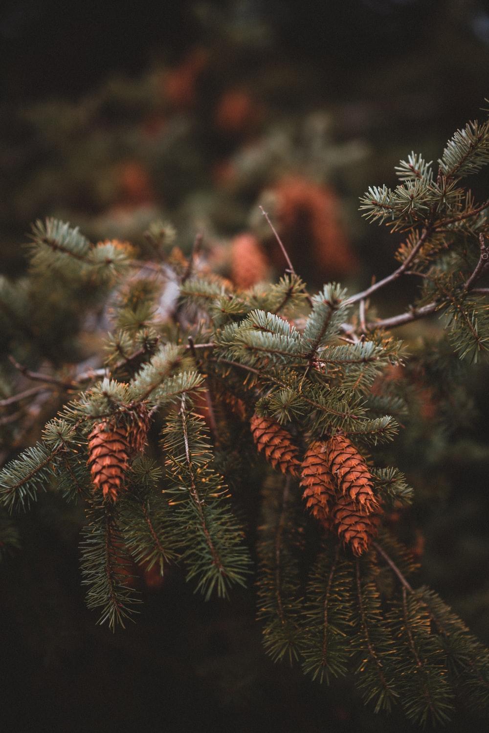 Pine cones on spruce tree. HD photo