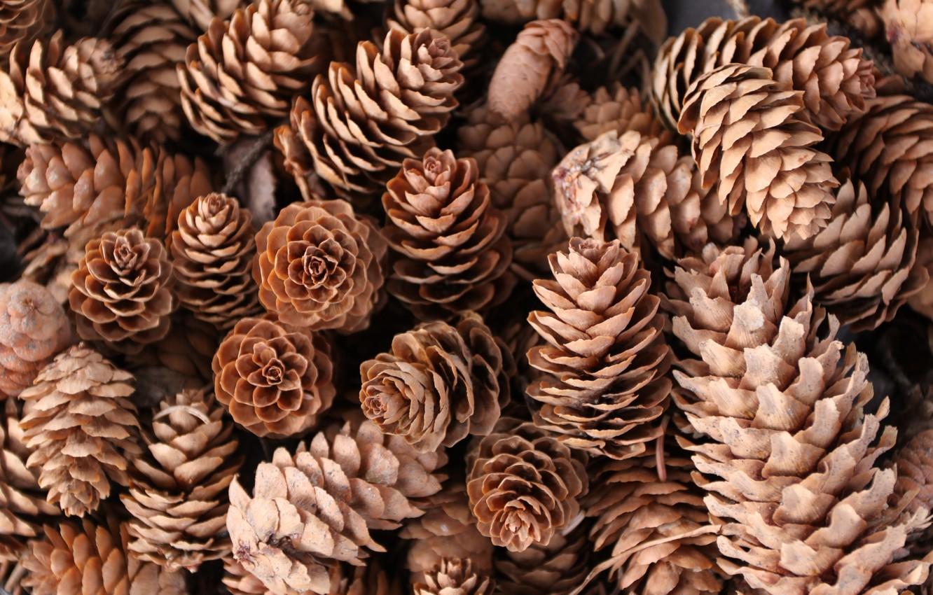 Wallpaper macro, nature, Pine cones image for desktop, section