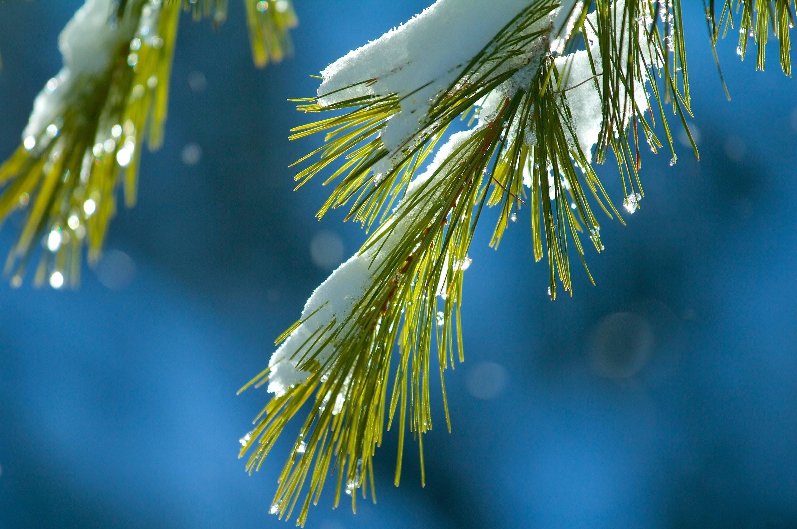 Mother Nature, Snow, Bokeh, Green, Needles, branch, Macro, iPhone