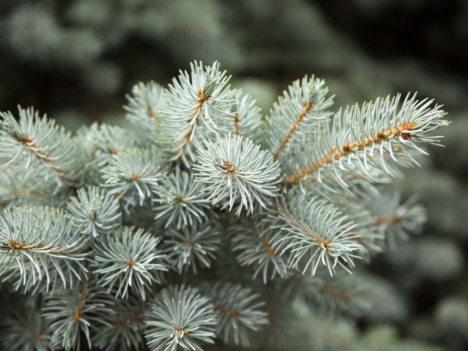 The Best Evergreens for Christmas Trees