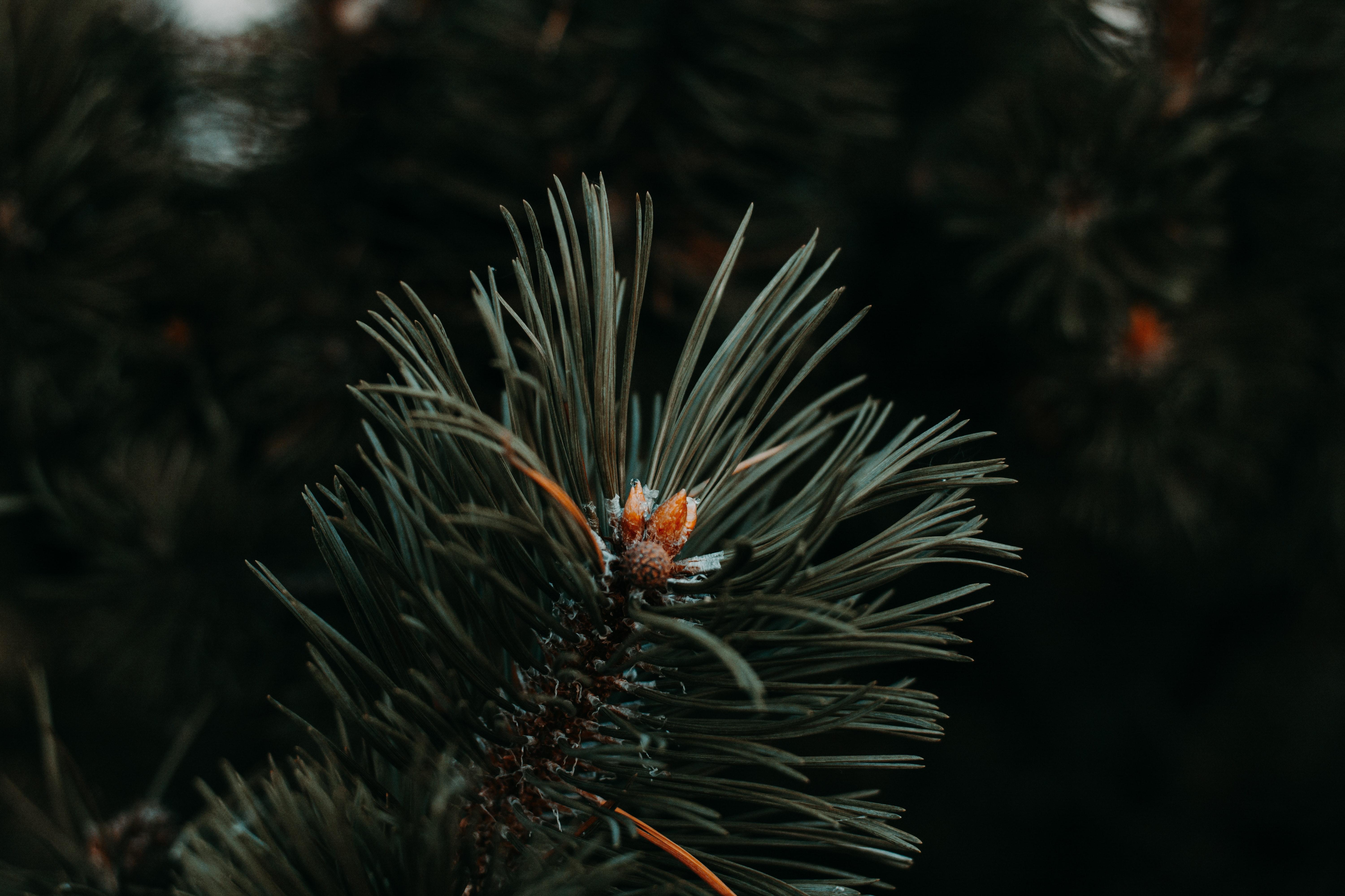 Blue Spruce Cones Macro Wallpapers - Wallpaper Cave
