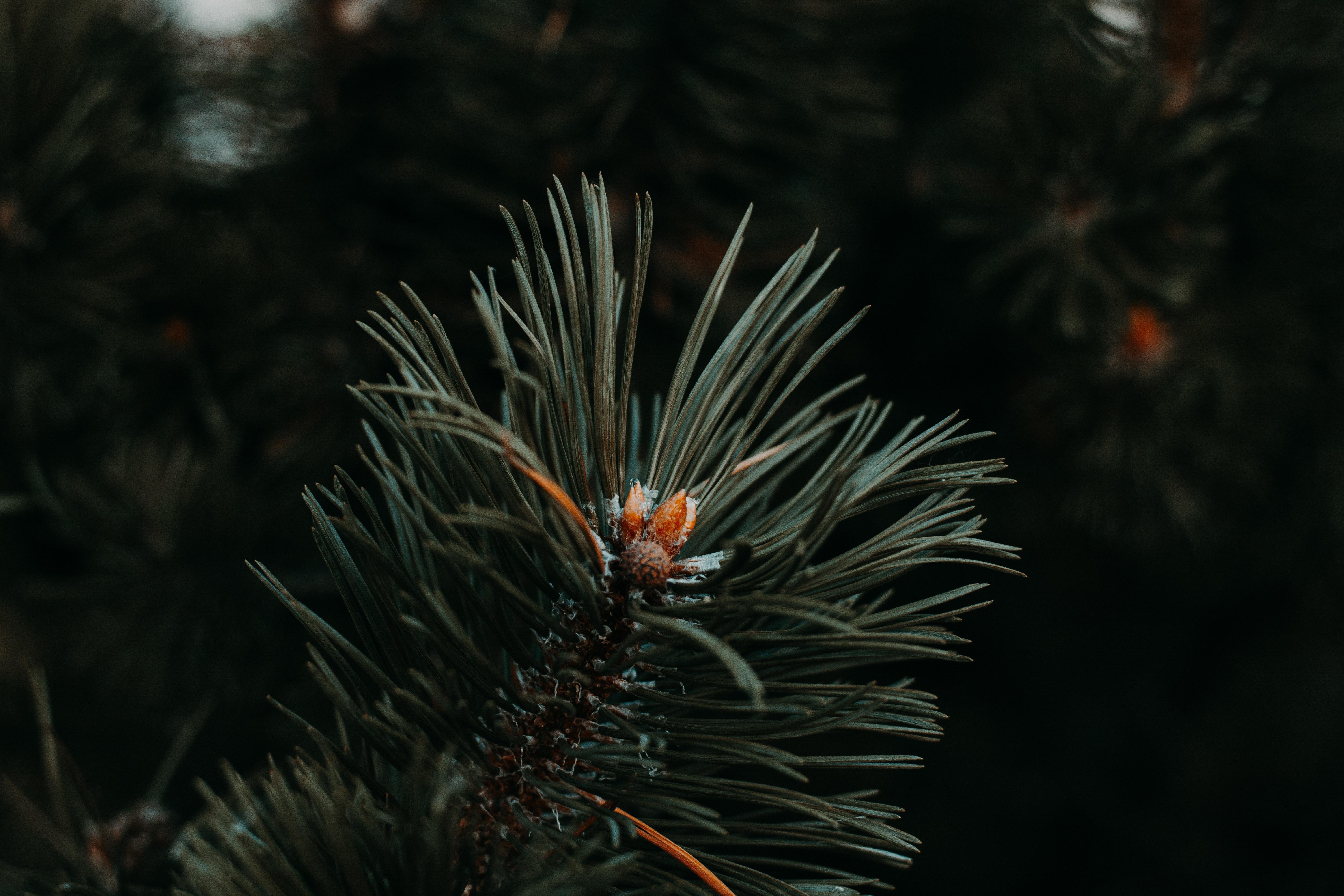 wallpaper spruce, needles, branch, green, macro HD, Widescreen
