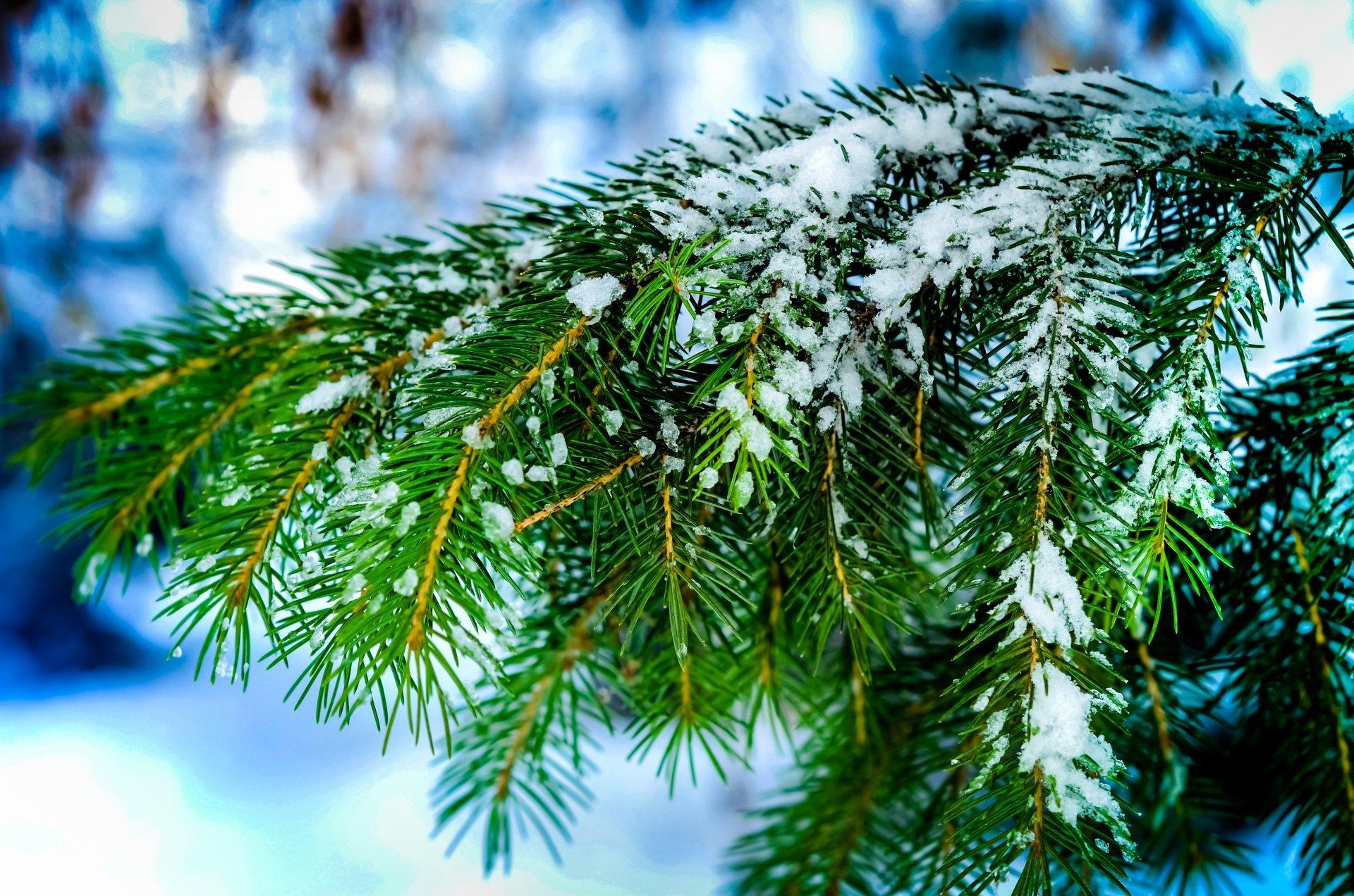 Winter nature macro spruce tree snow wallpaper Collection