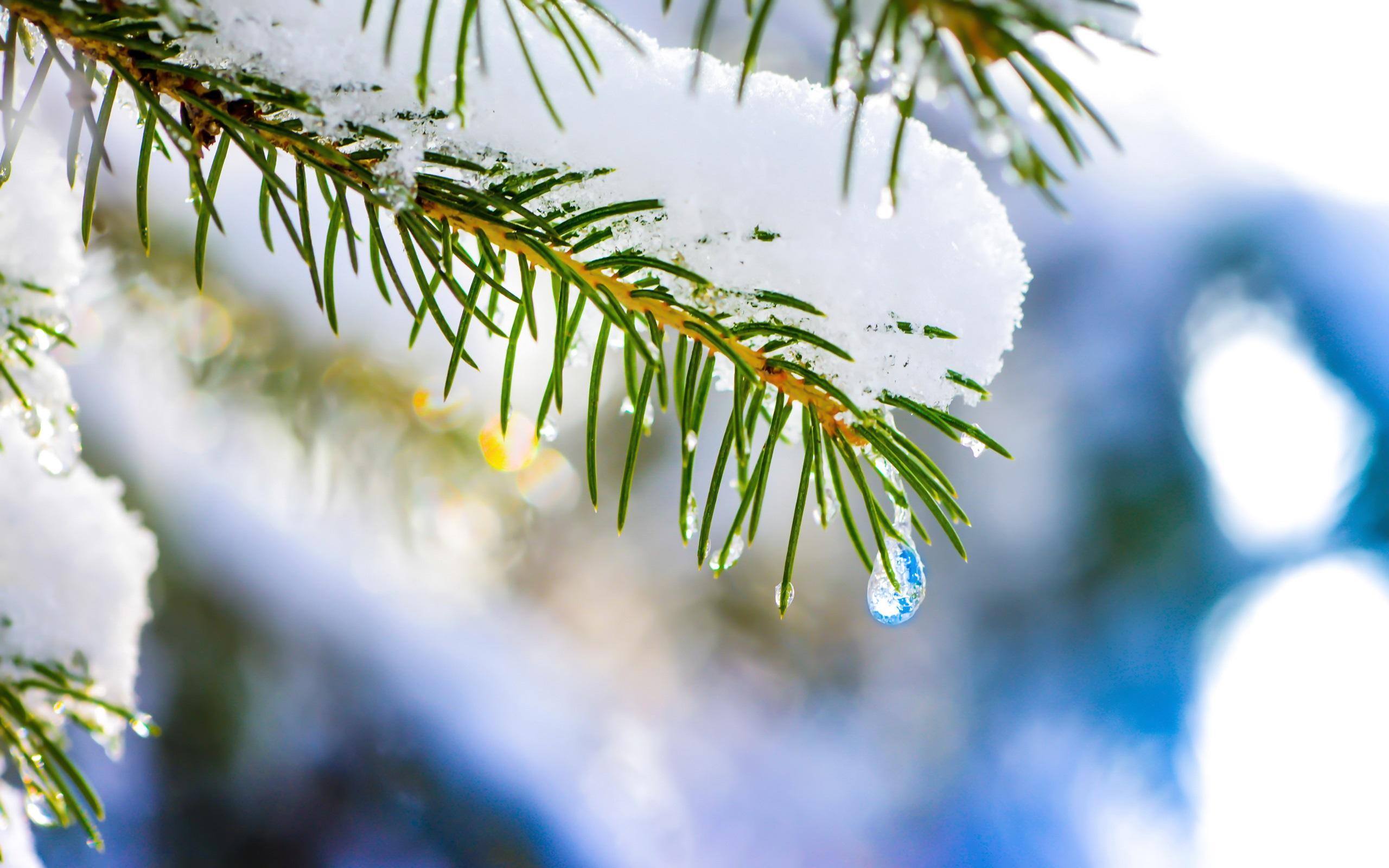 Winter nature macro spruce tree snow wallpaper Collection