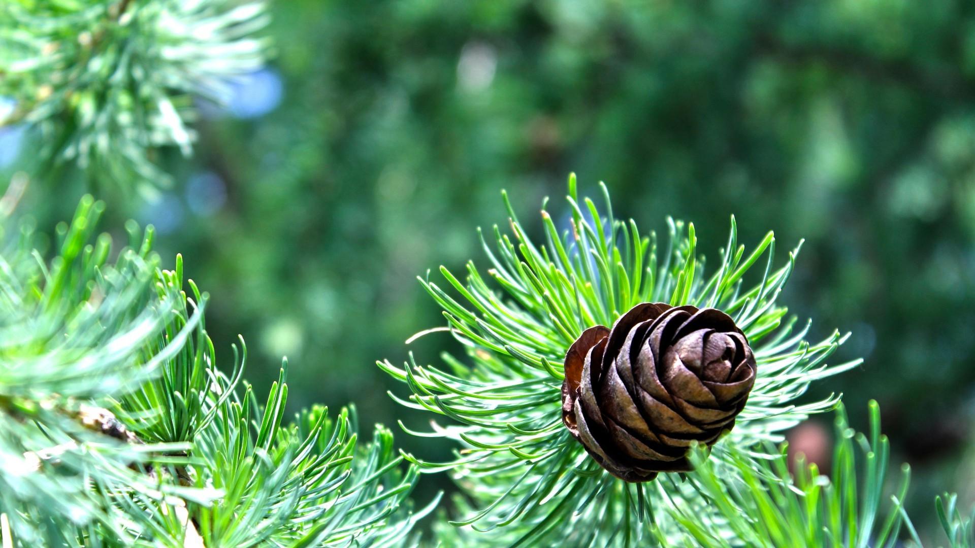nature, Trees, Pine Cones, Conifer Wallpaper HD / Desktop