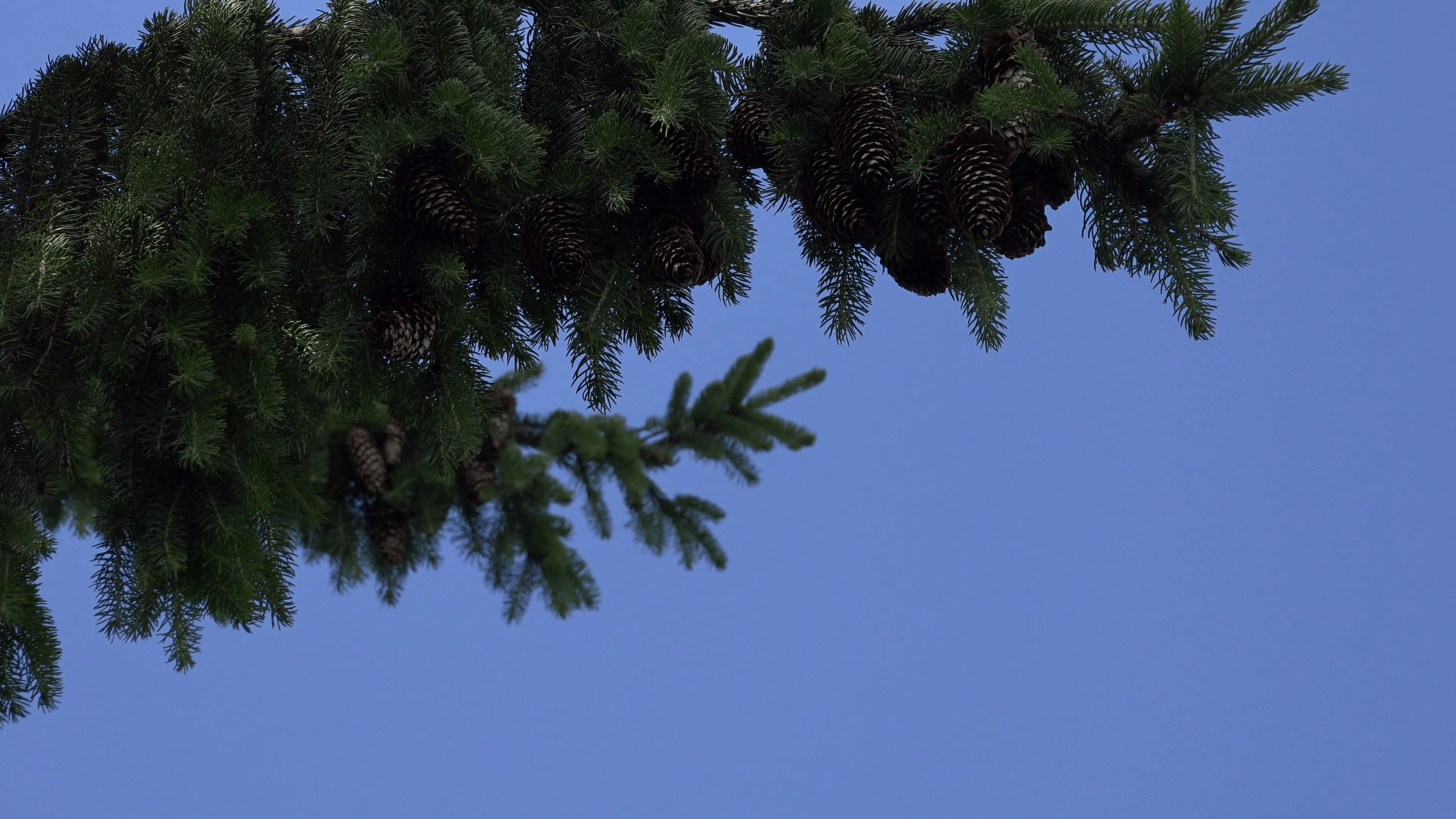 Fir tree branches with lot of cones move under blue sky background