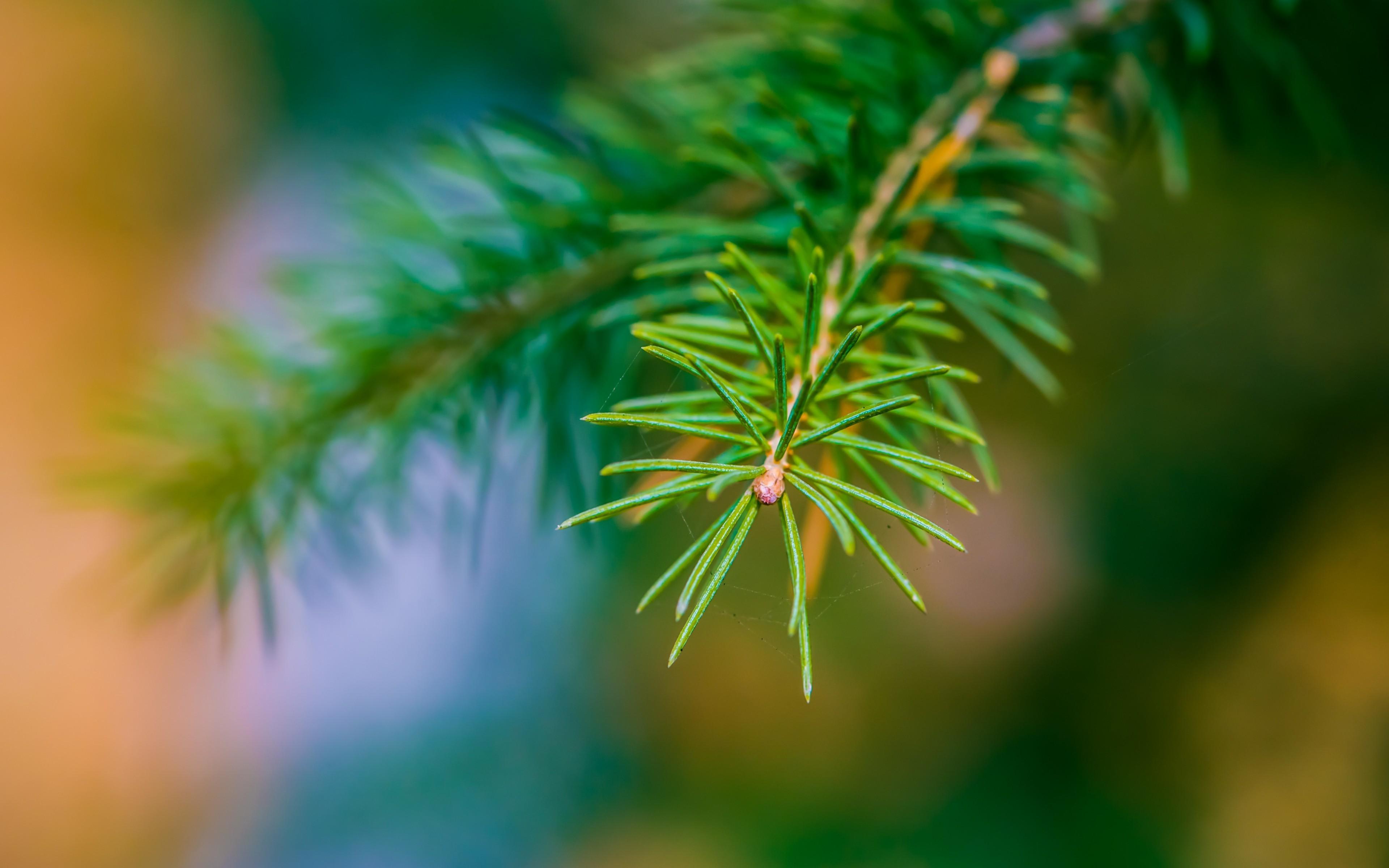 nature pine trees depth of field macro wallpaper