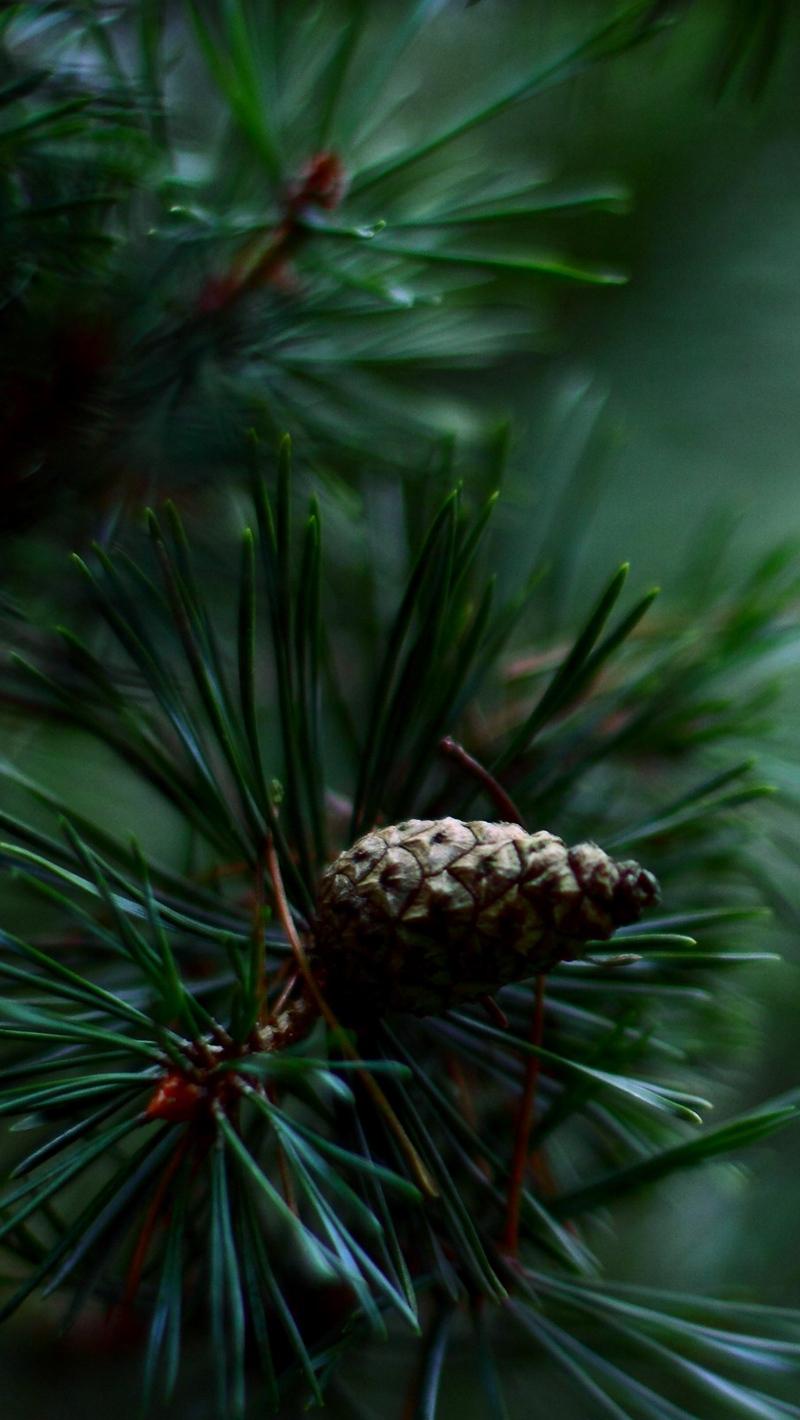 Download Wallpaper 800x1420 Spruce, Pine Cones, Needles Iphone Se 5s