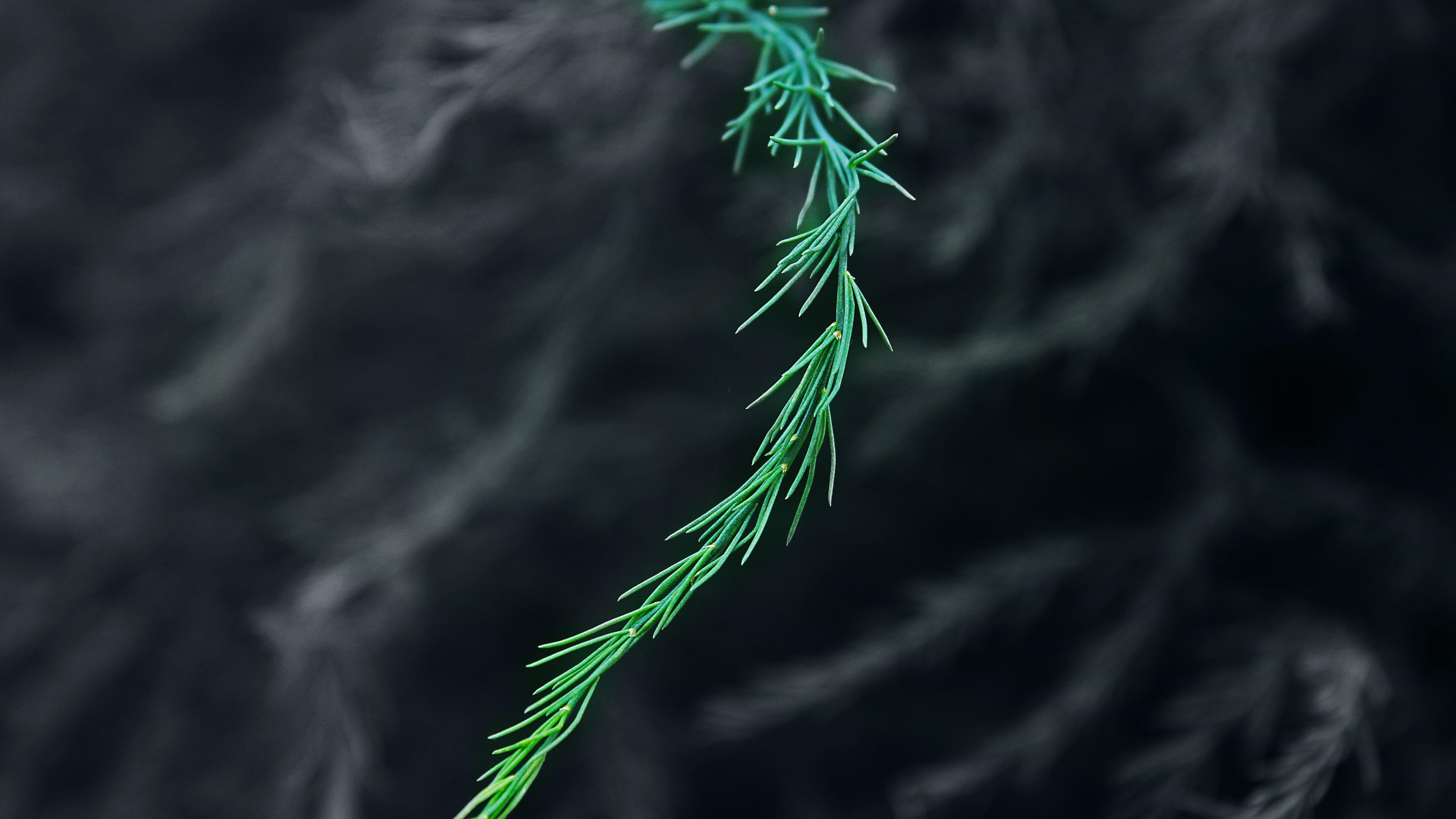 Blue Spruce Cones Macro Wallpapers - Wallpaper Cave