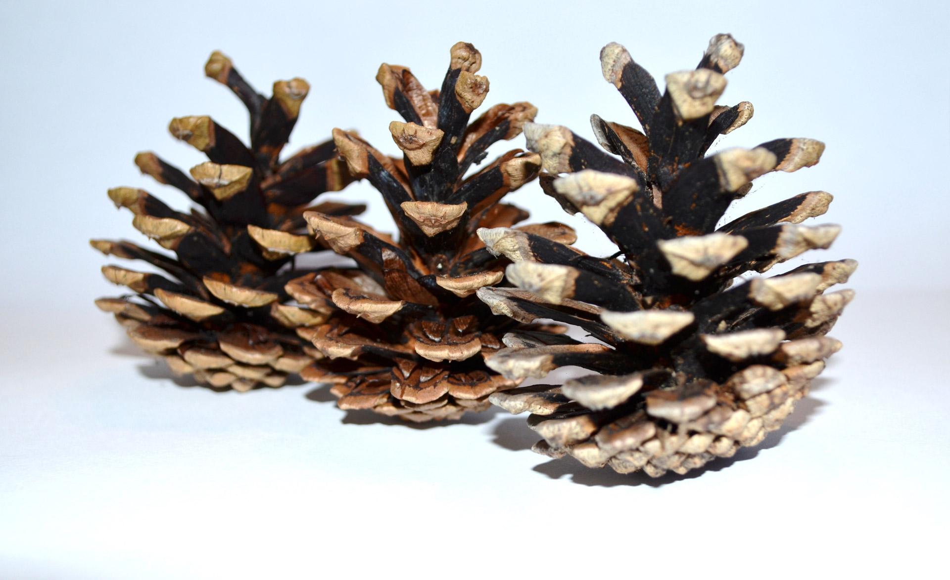 Cones, background, nature, pine, tree