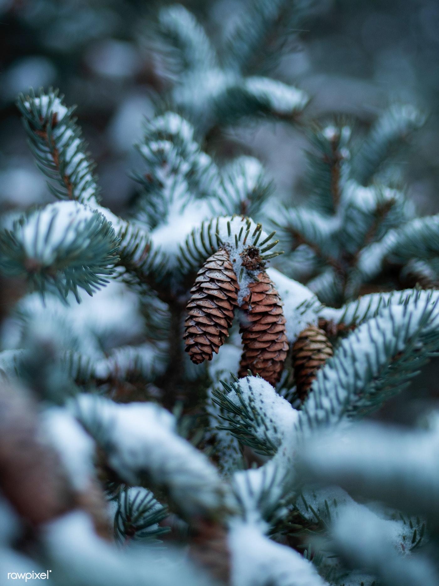 Blue Spruce Cones Macro Wallpapers - Wallpaper Cave