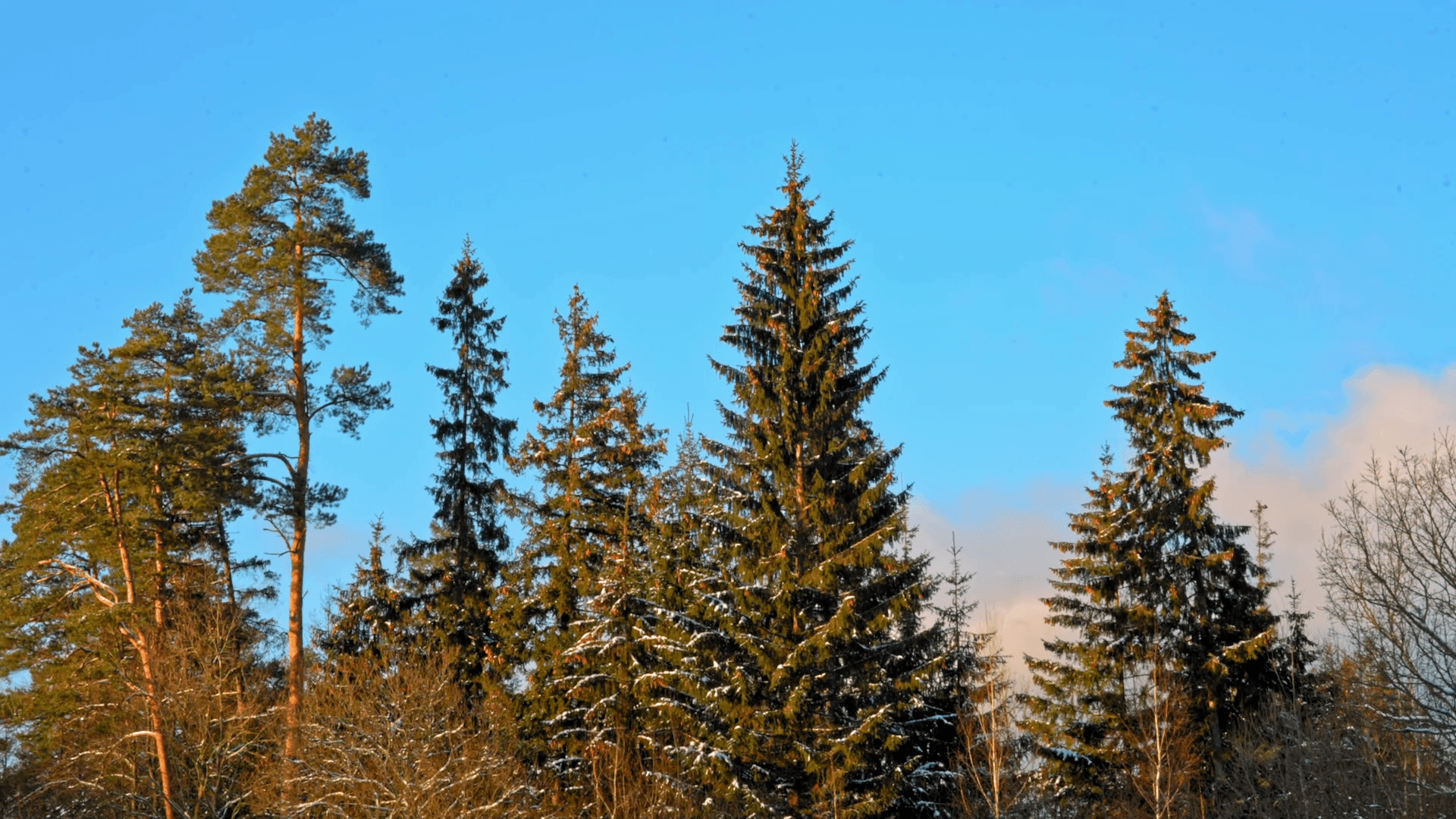 Beautiful fir tree with cones on blue sky background Stock Video