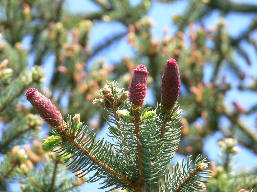 Szúrós luc, ezüstfenyő éretlen tobozai (Picea pungens) / I