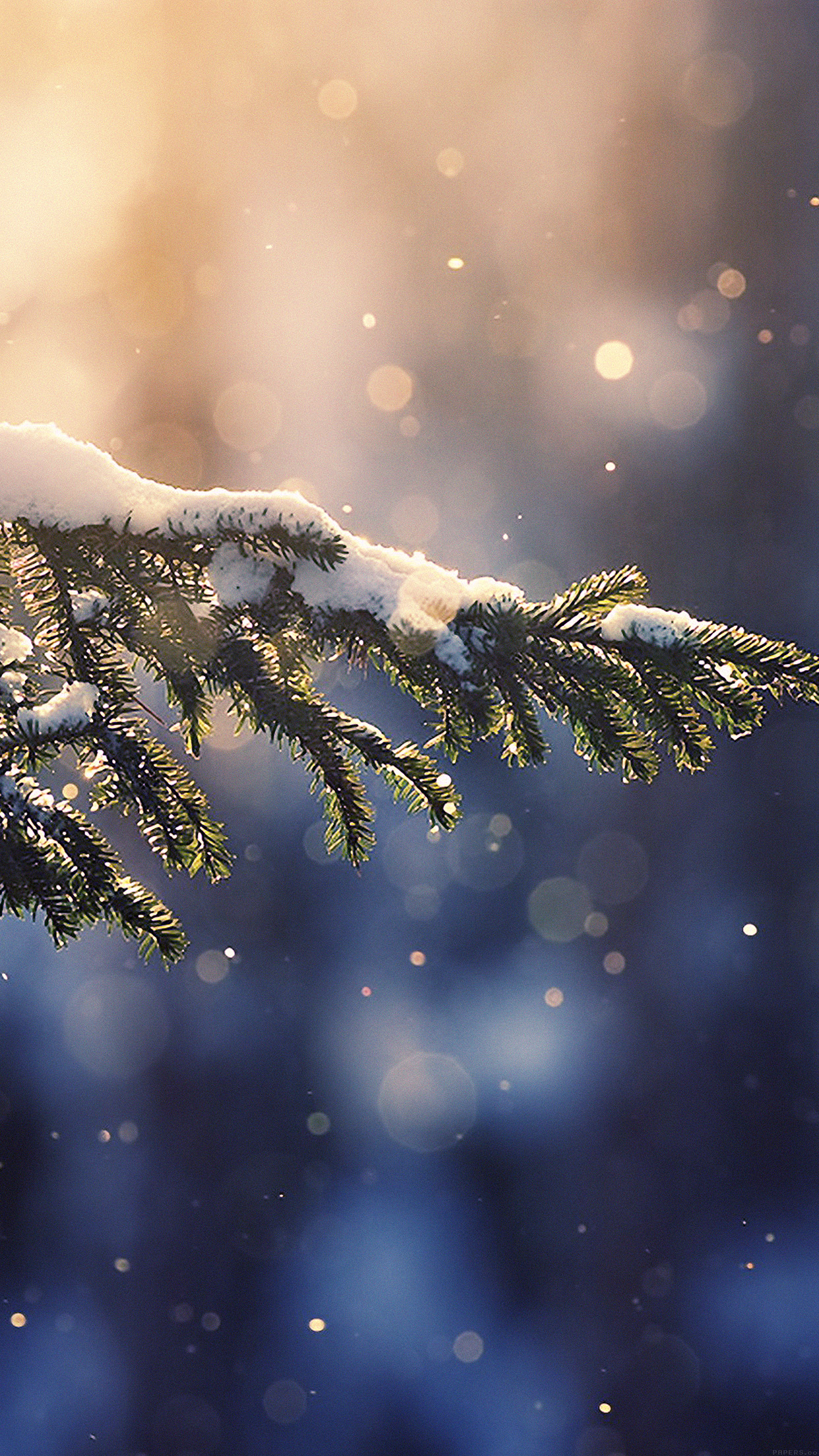 Winter nature macro spruce tree snow wallpaper Collection