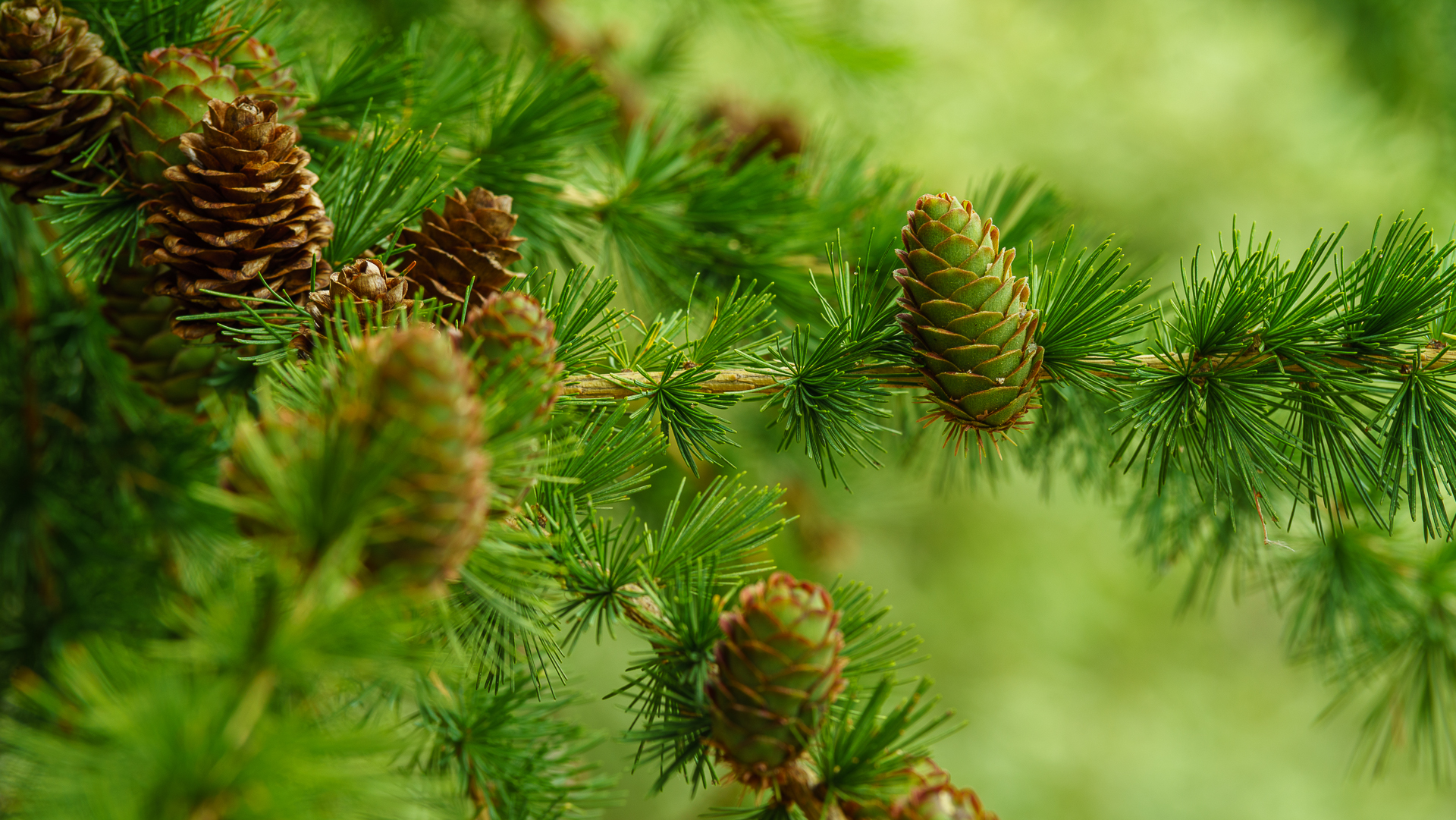 Screensaver Larch, a coniferous plant family Pinaceae, branches