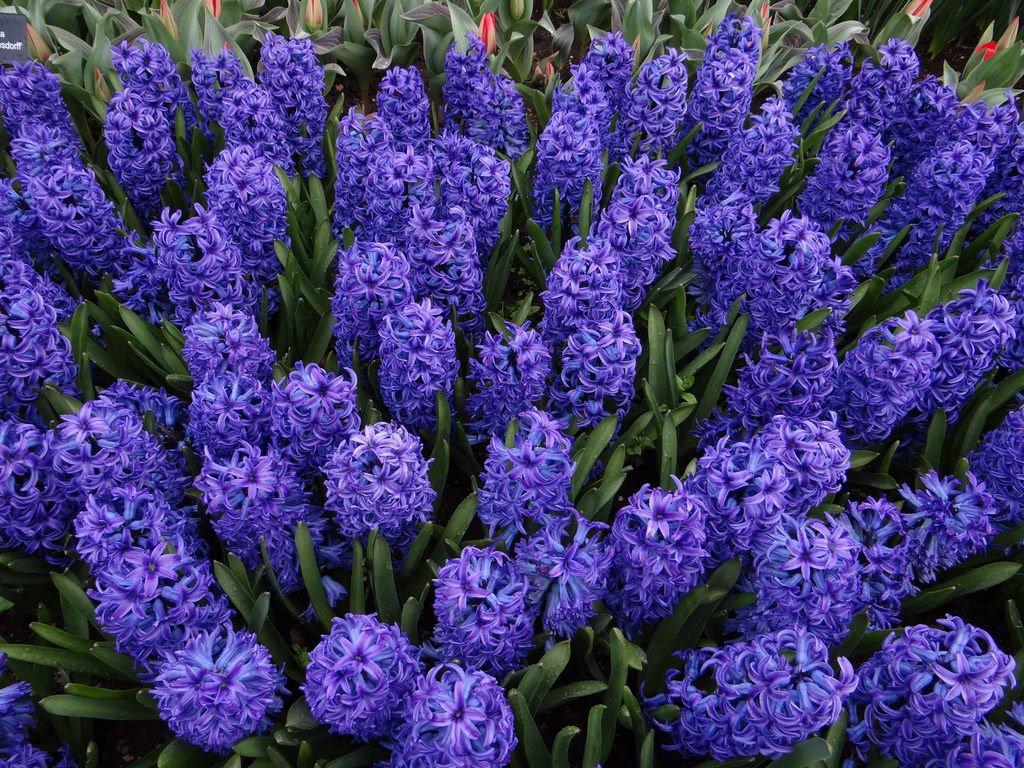 Potted Hyacinths Wallpapers - Wallpaper Cave