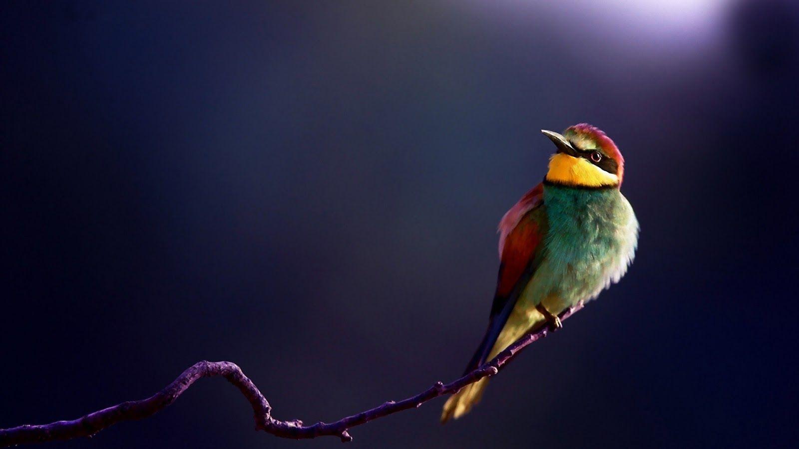 colorful birds. colorful HD birds wallpaper, birds, cute birds HD