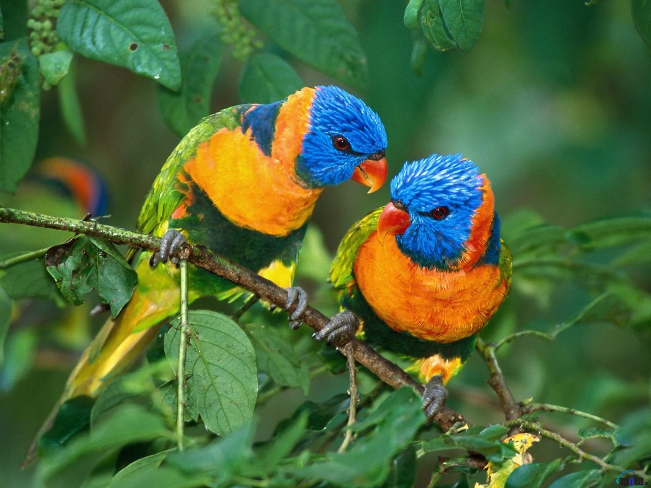 Cool Animals Picture: Beautiful Colorful Birds New Fresh Background