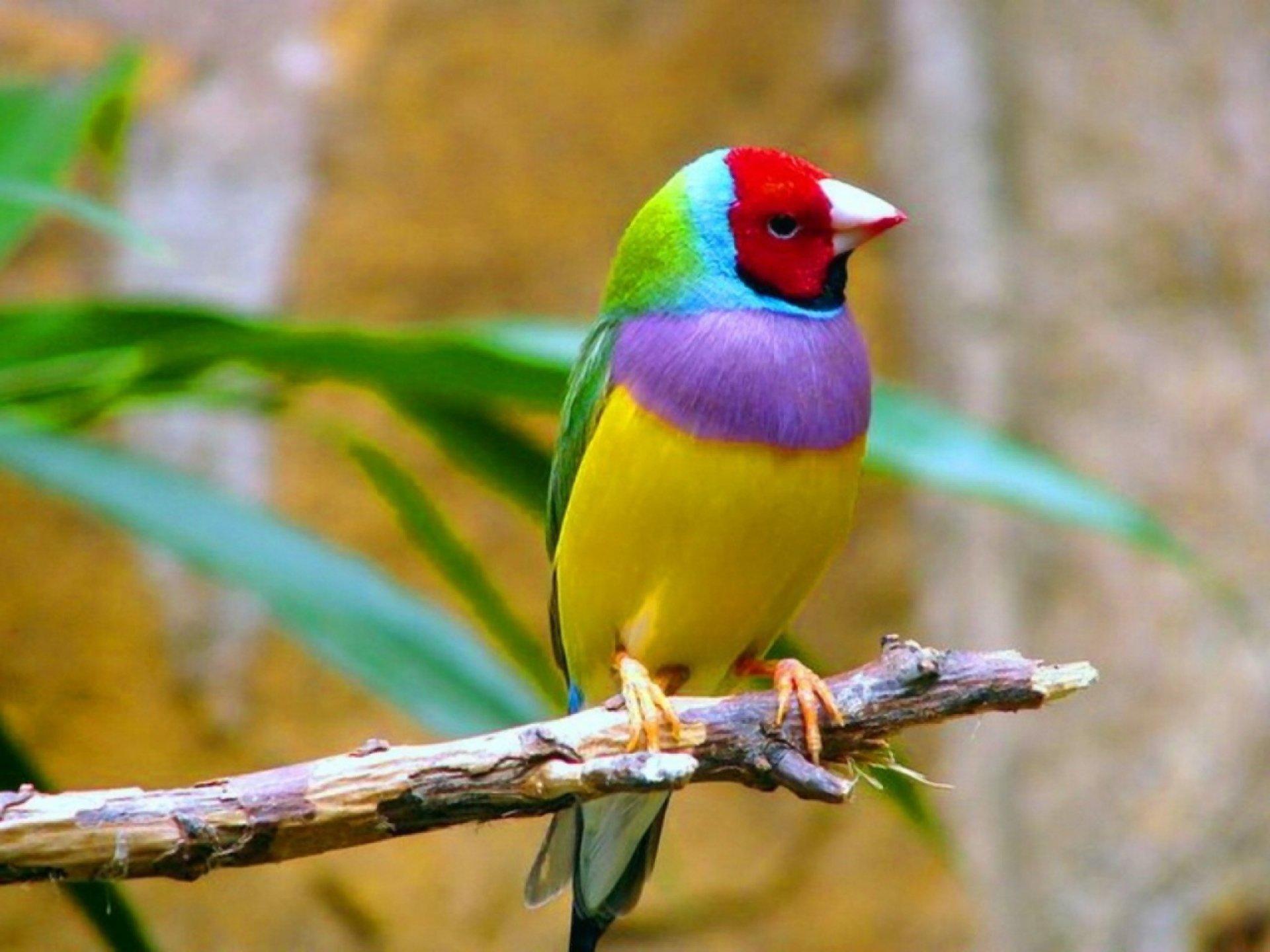 Colorful Bird HD Wallpaper