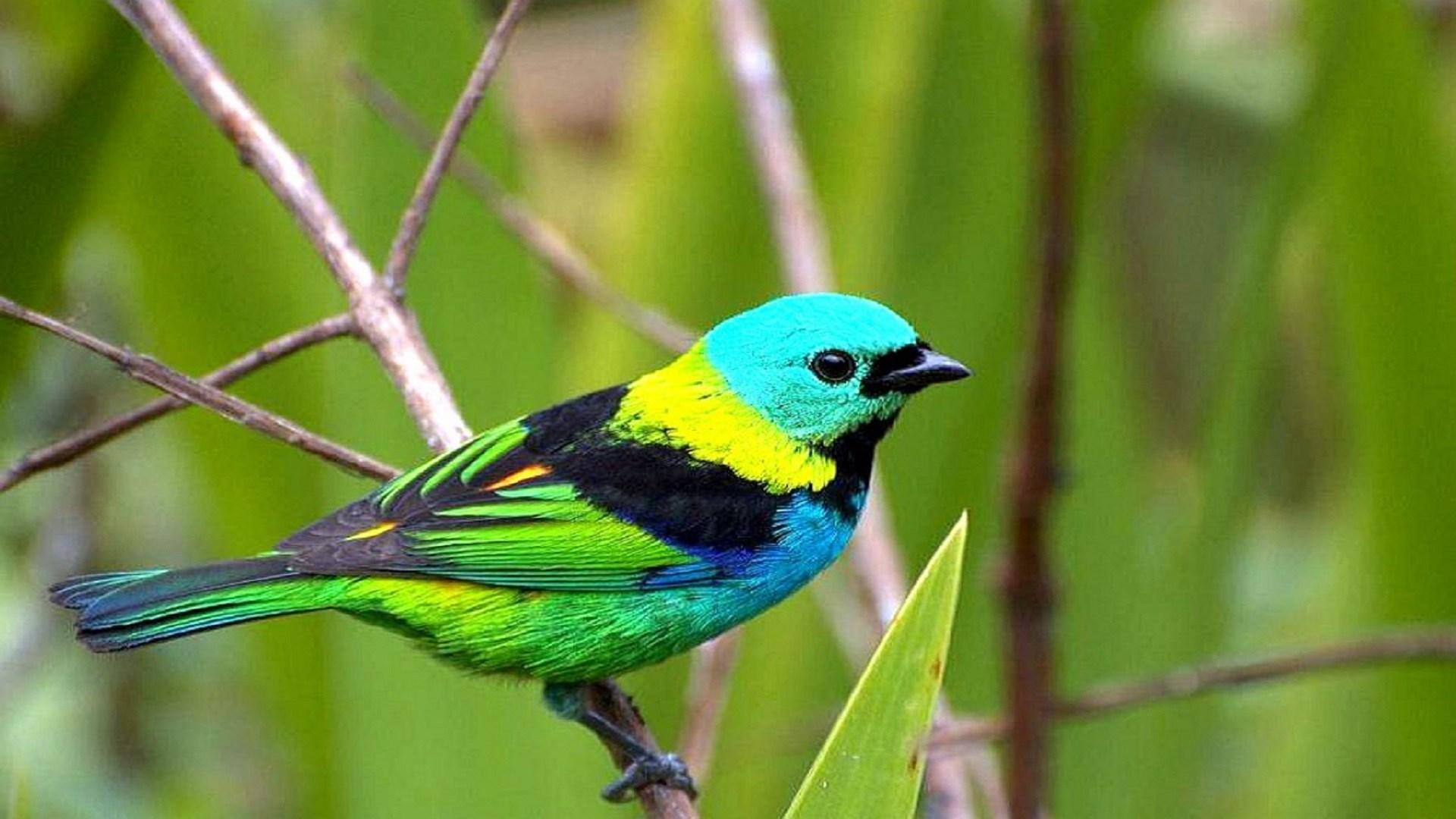Cool Colorful Birds Wallpaper Free Download