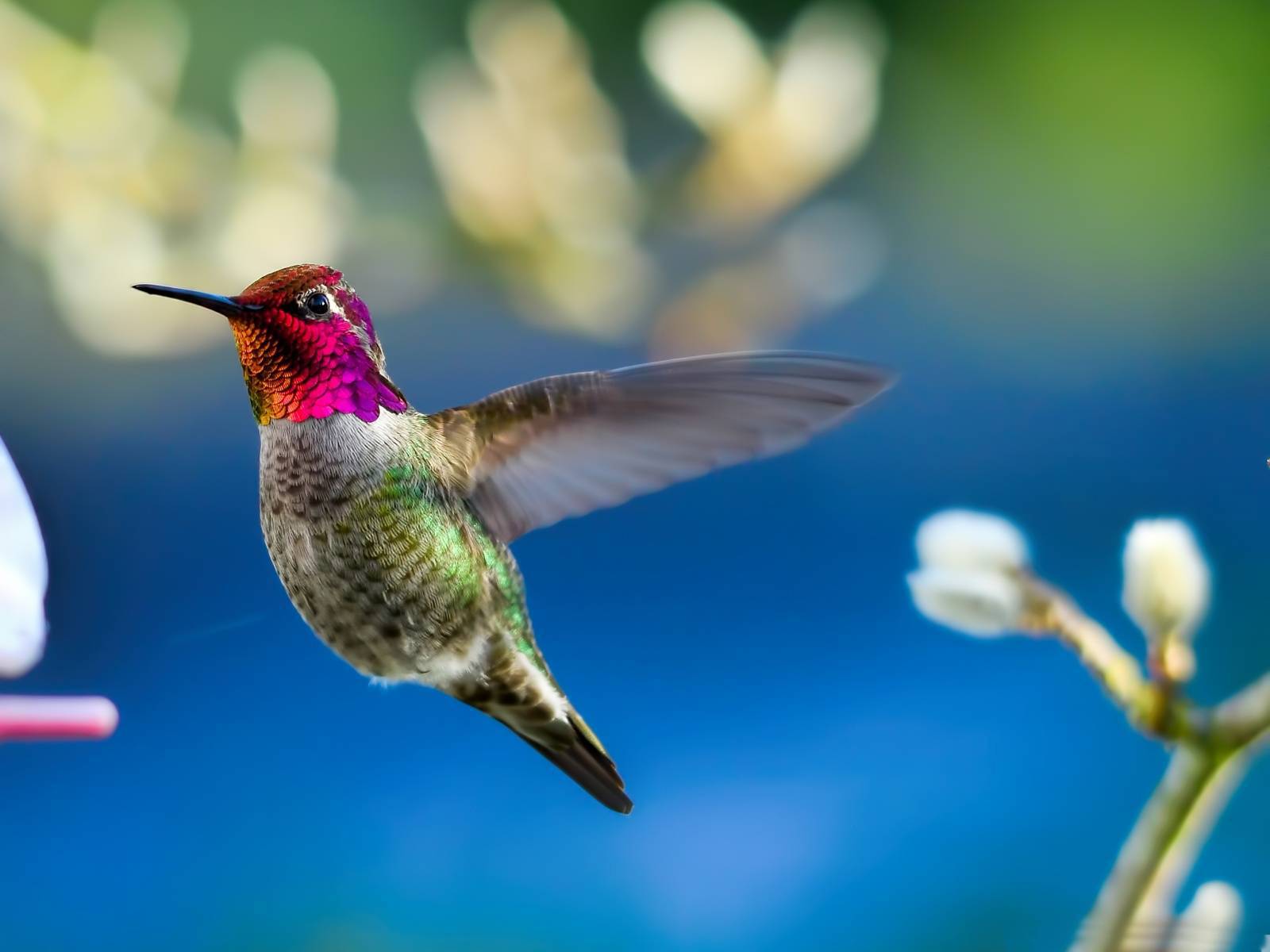 Colorful birds HD wallpaper colorful birds picture cool wallpaper