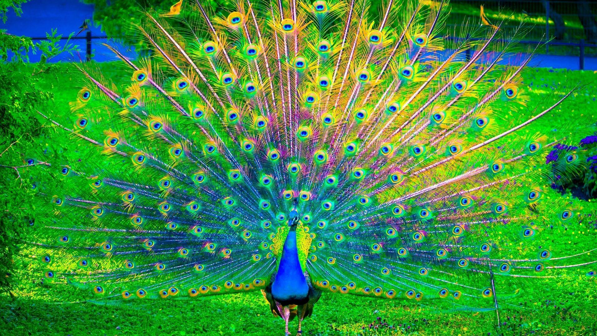 Peacock Colorful Bird Birds Wallpaper