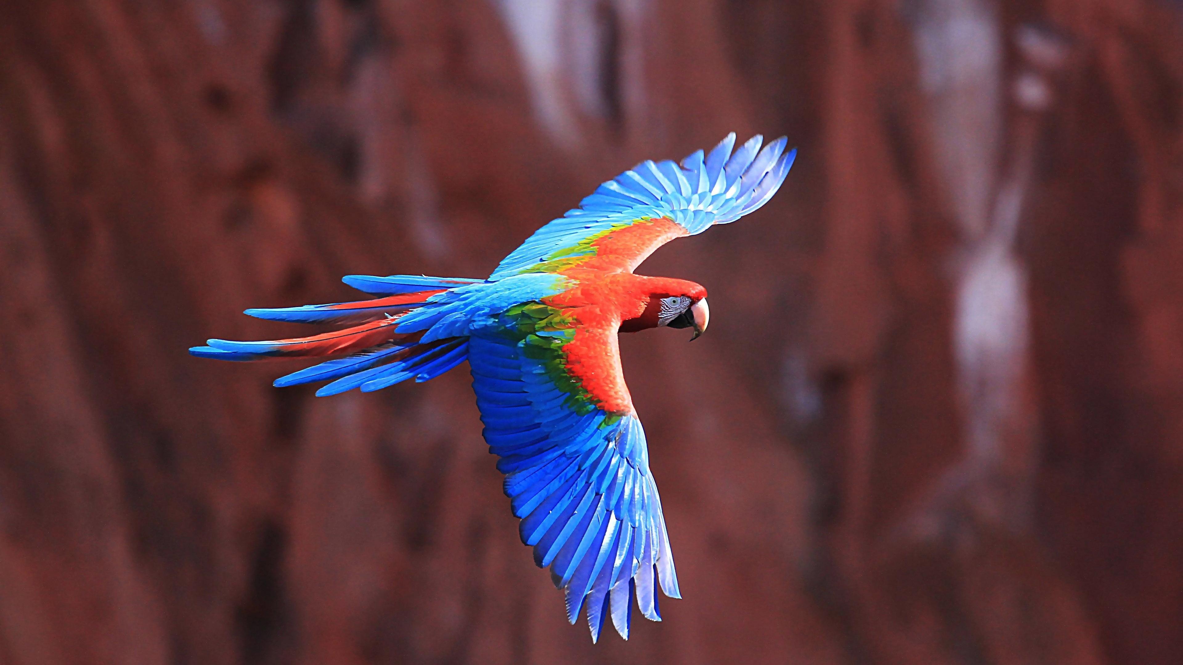 Macaw Parrot Colorful Bird Flying Wallpaper