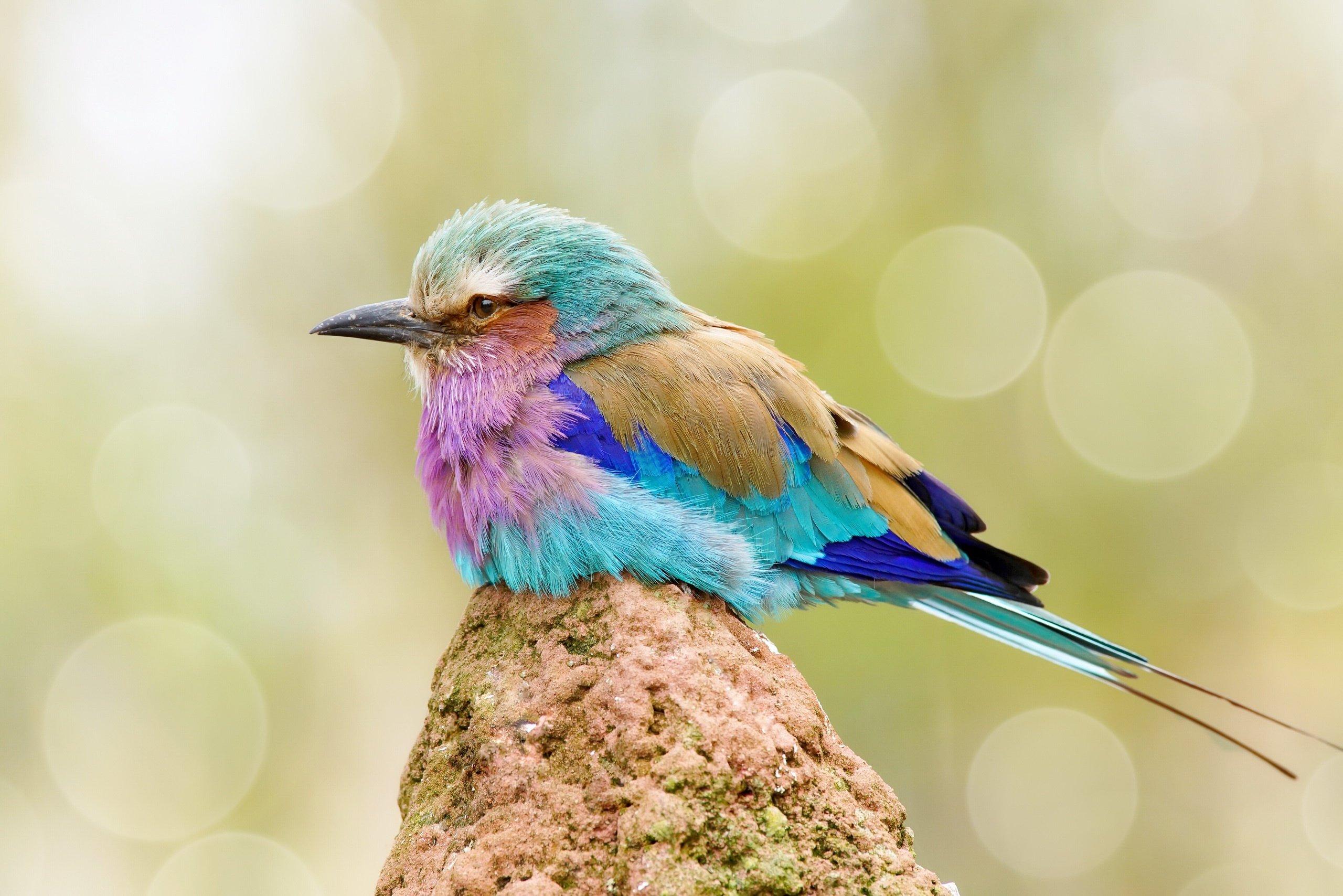 colorful birds animals bokeh wallpaper and background