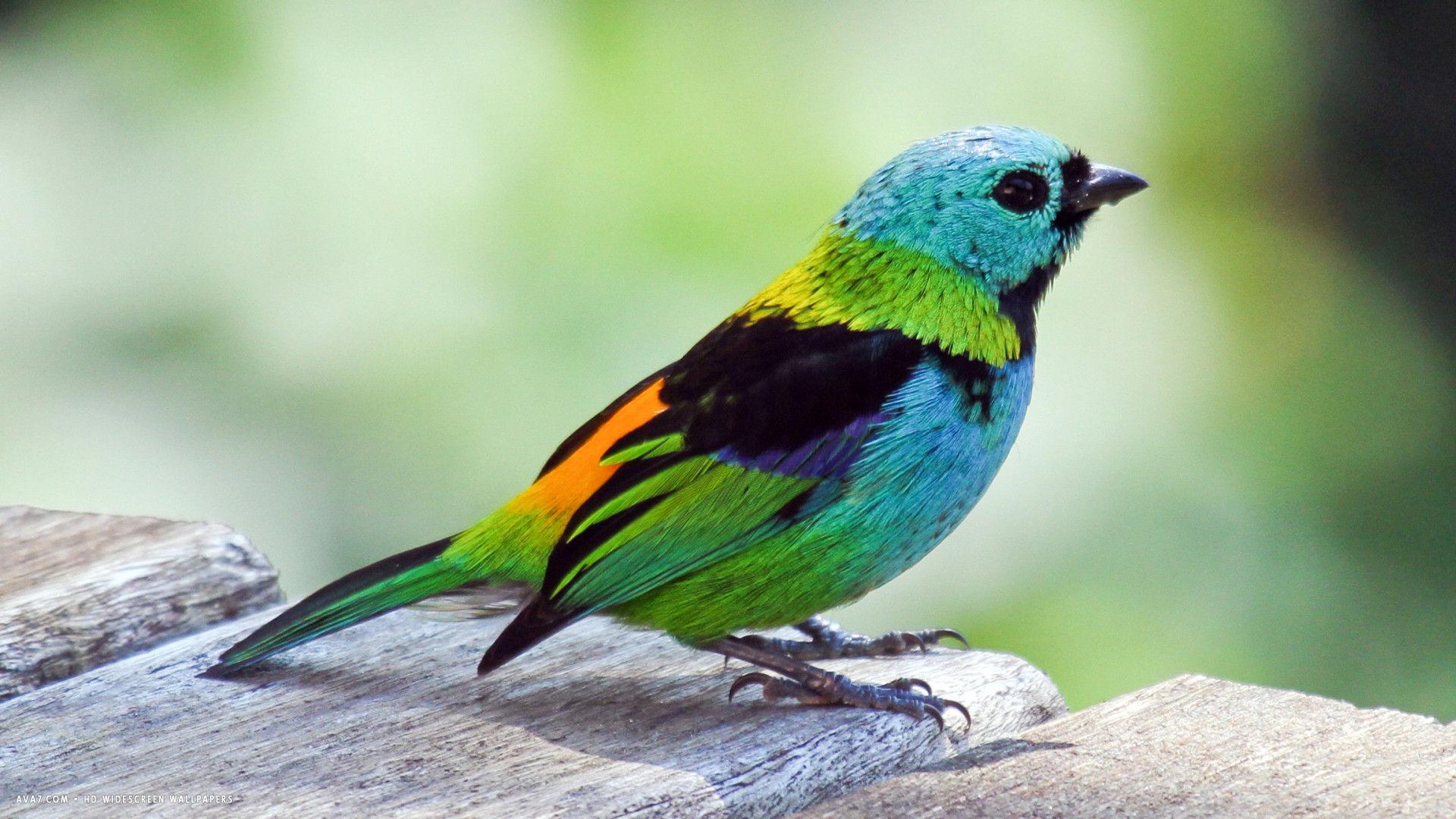 tanager colorful bird HD widescreen wallpaper / birds background