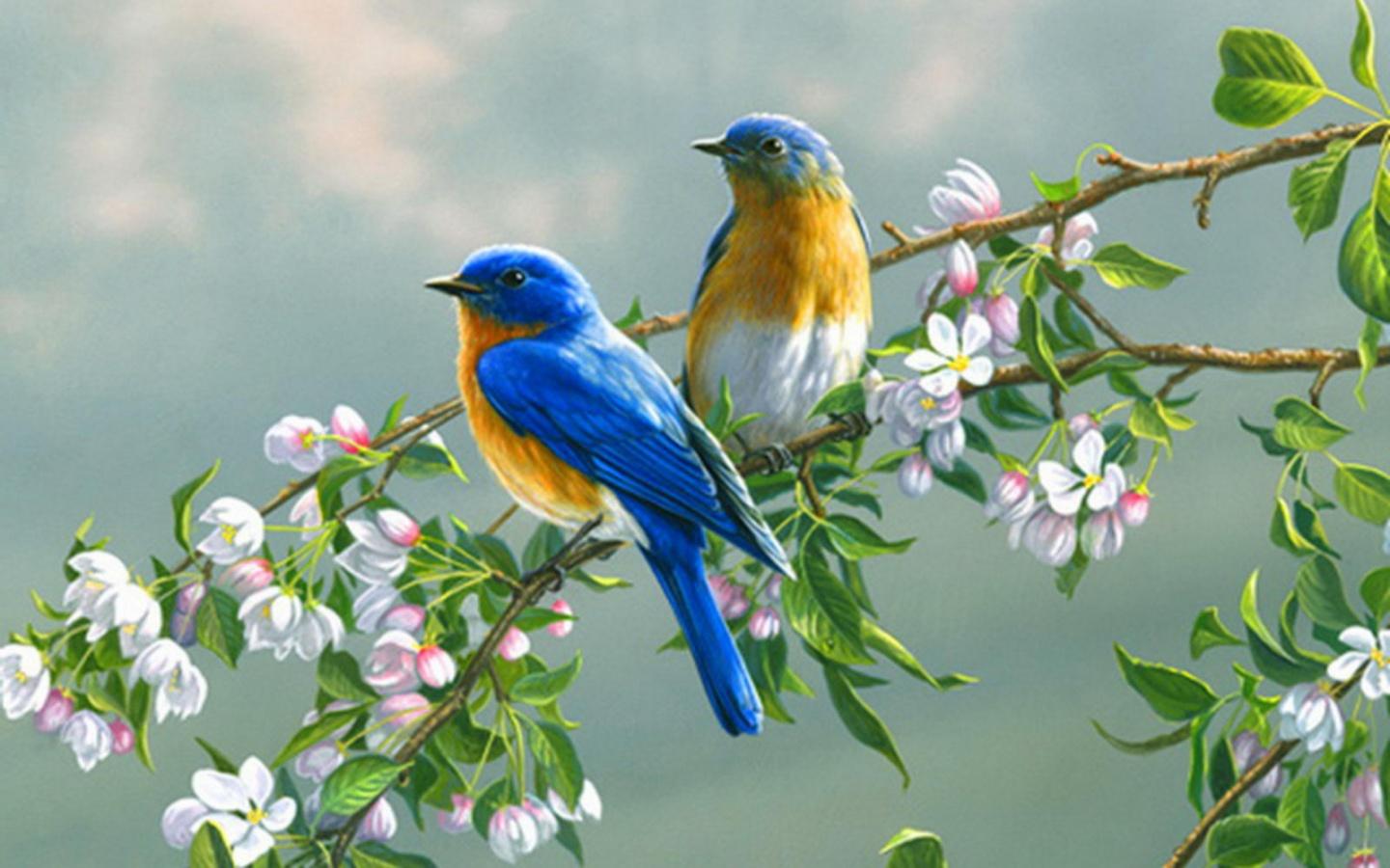 Cute Birds Beautiful Colorful New Latest HD Wallpaper 795