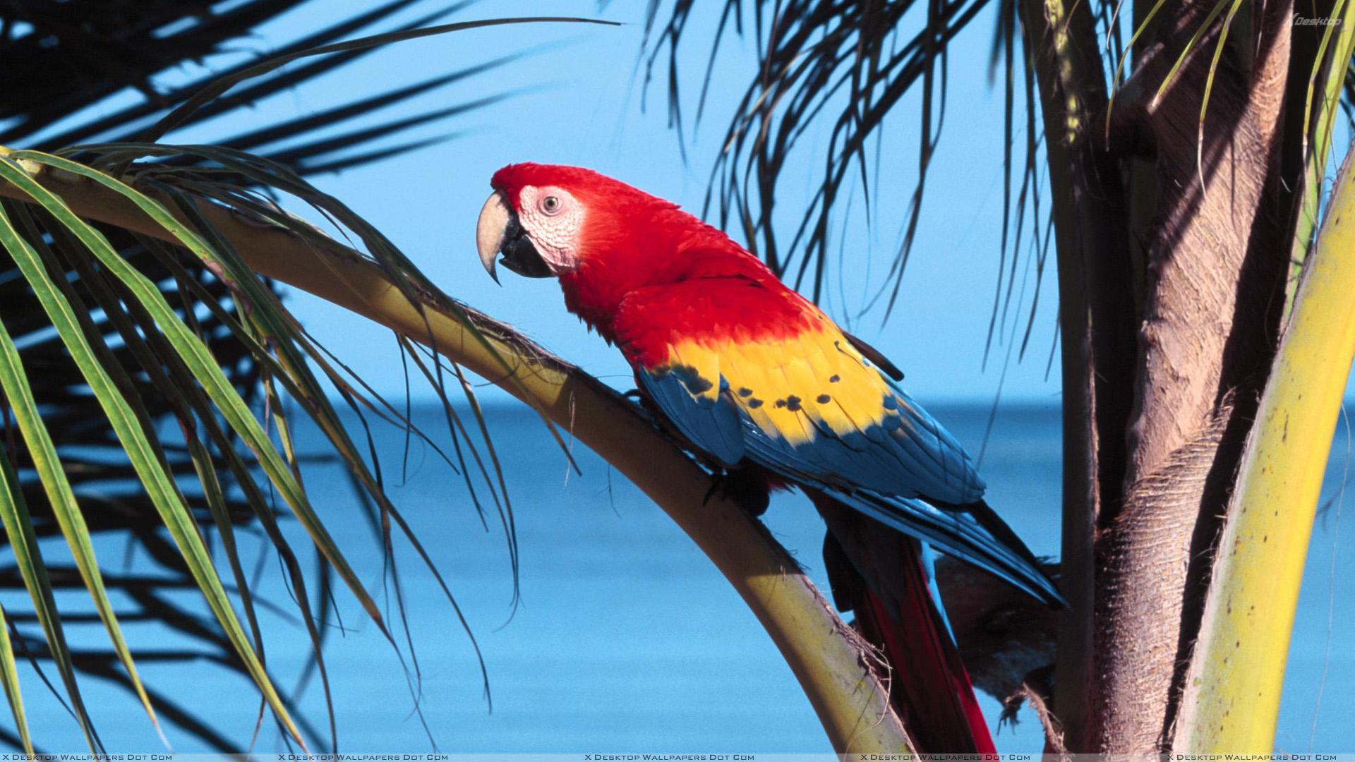 Colorful Bird Sitting On A Tree Wallpaper
