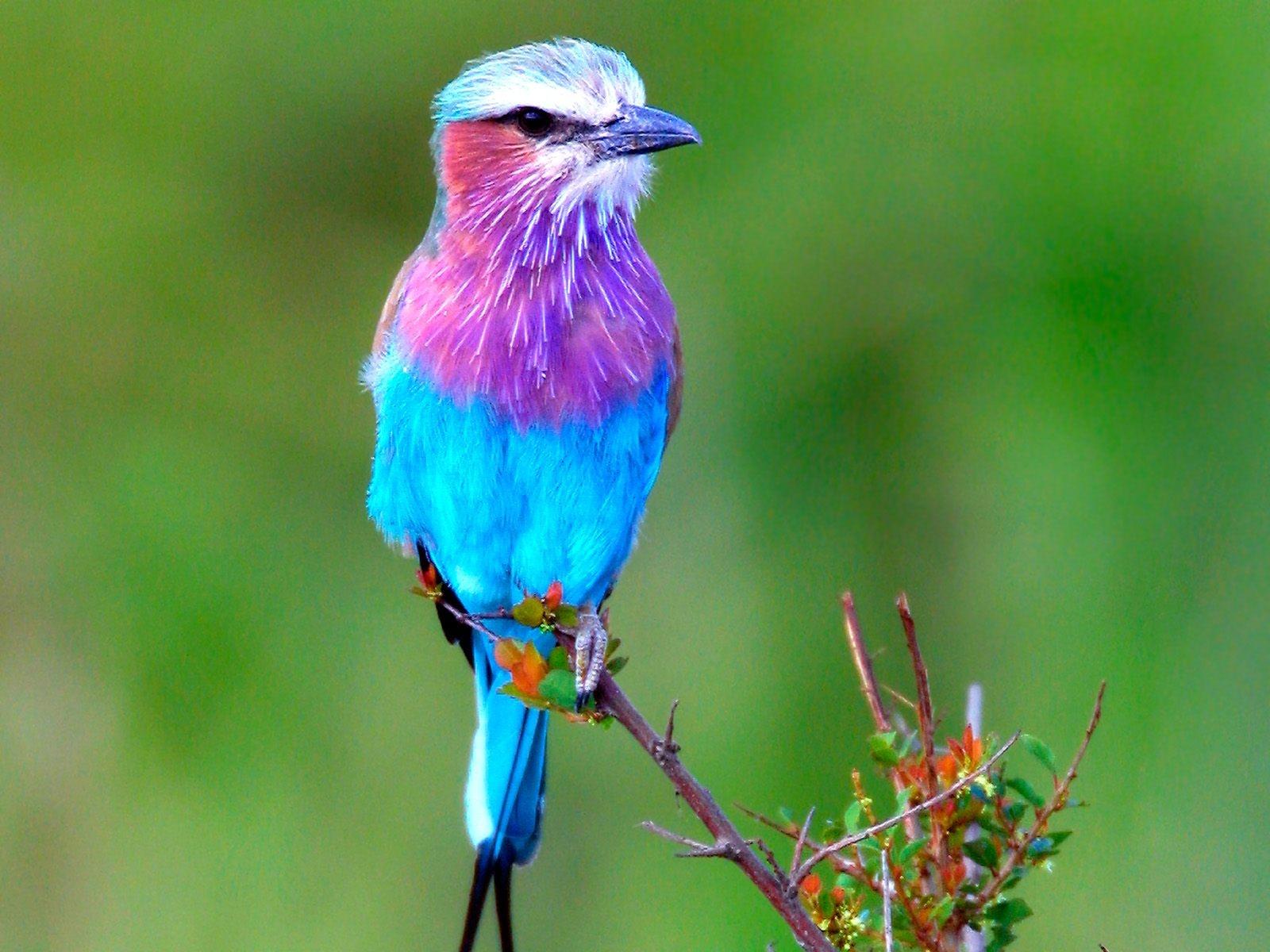 Colorful Bird Wallpaper (2401)