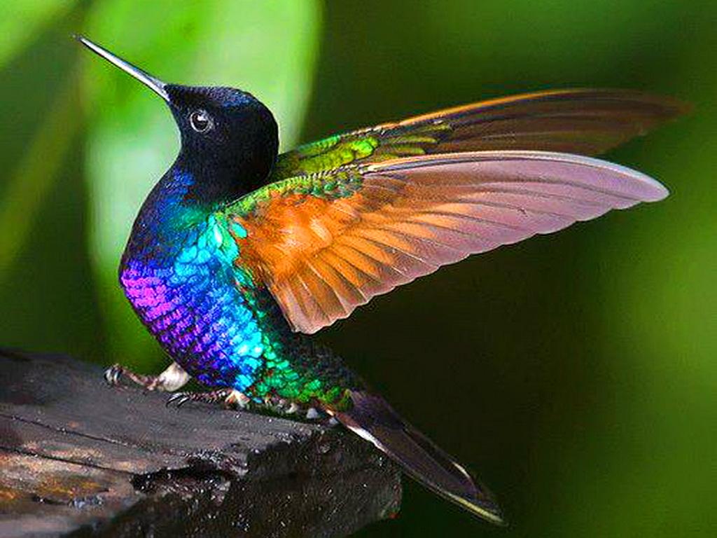 Colorful Hummingbirds HD Wallpaper, Background Image