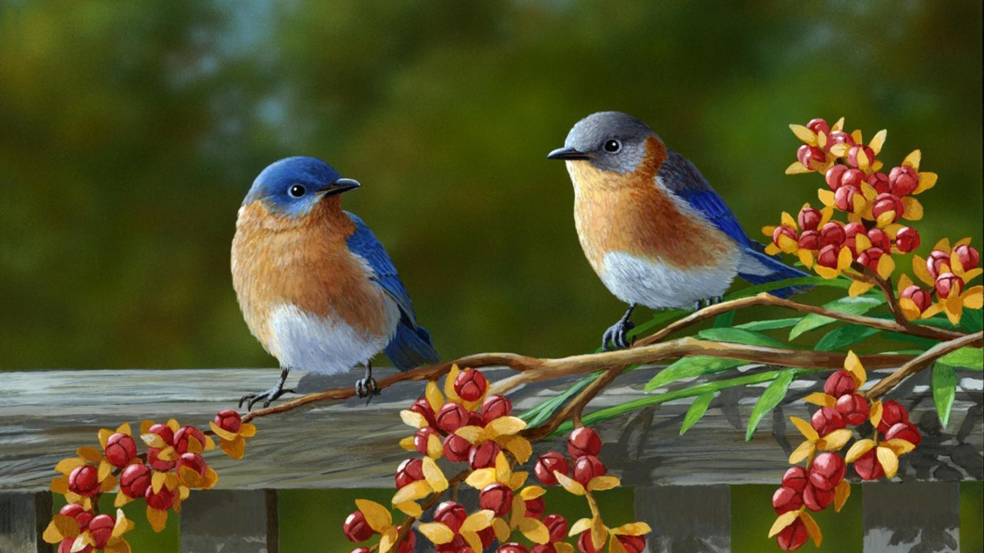 Beautiful Pair Of Colorful Birds HD desktop wallpaper, Widescreen