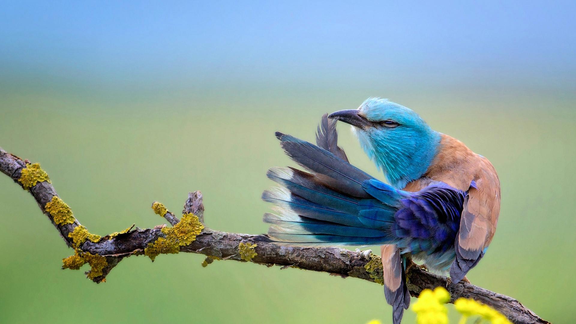 Download 1920x1080 Colorful Bird, Feathers, Branch, Birds Wallpaper