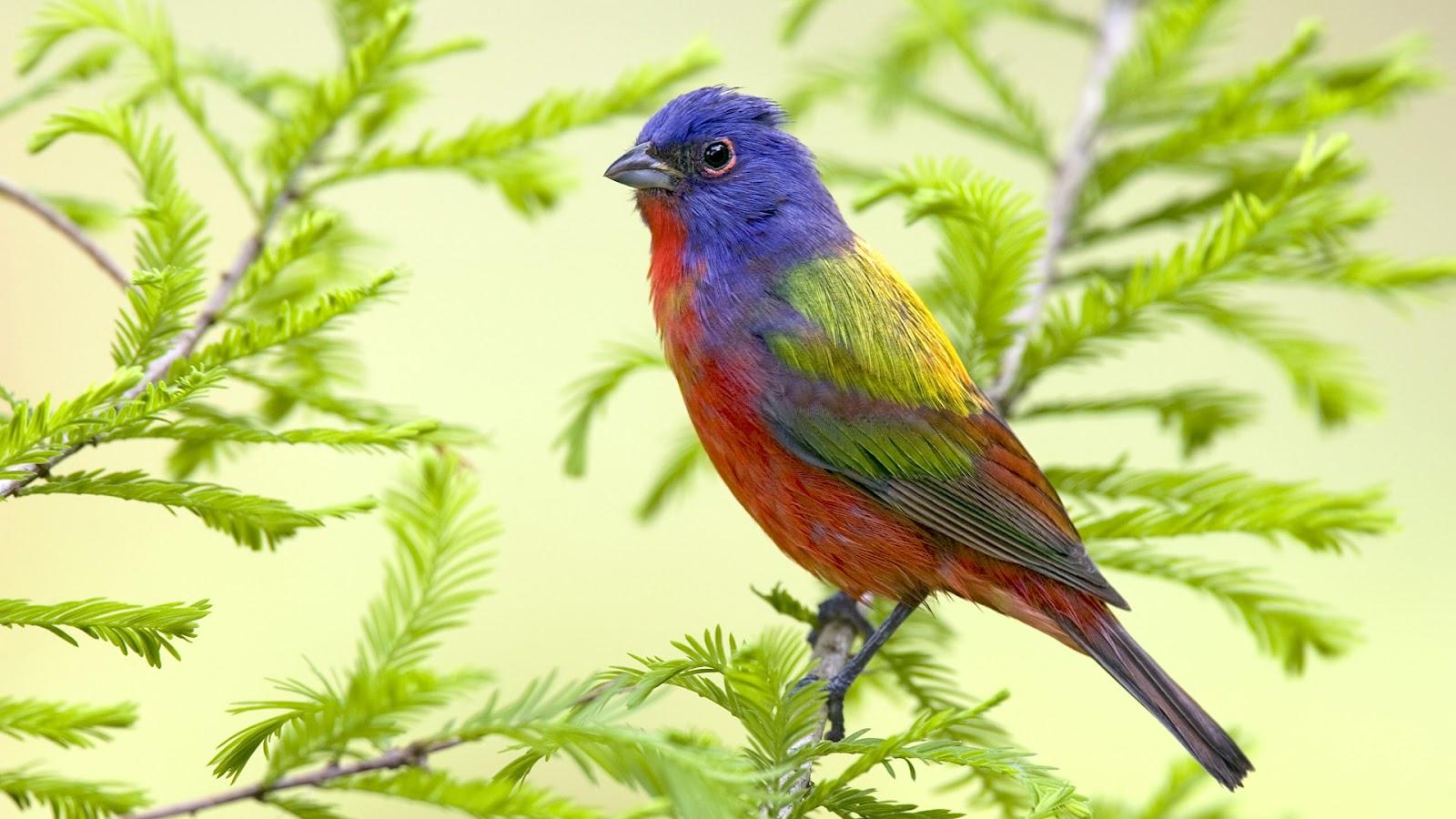 Desktop colorful birds wallpaper