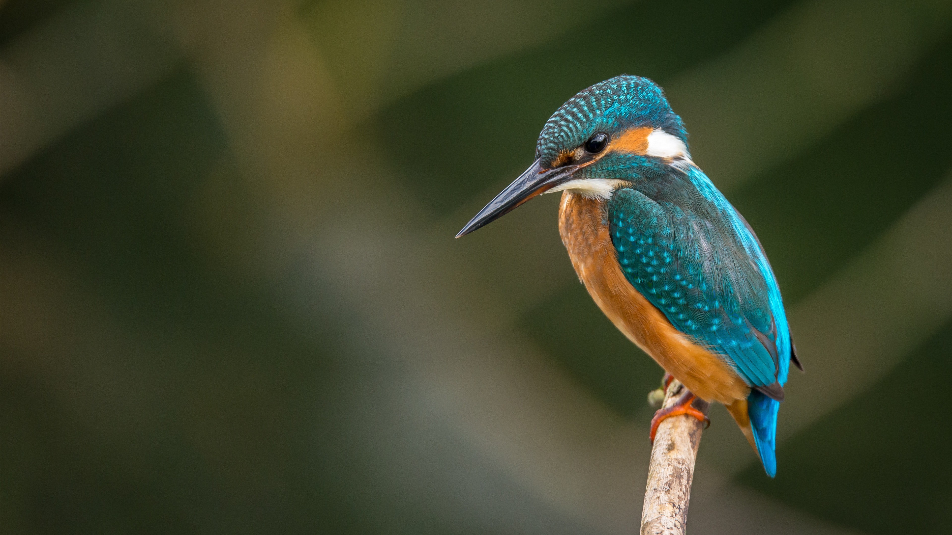 Colorful Kingfisher Bird On Branch 4k Wallpapers