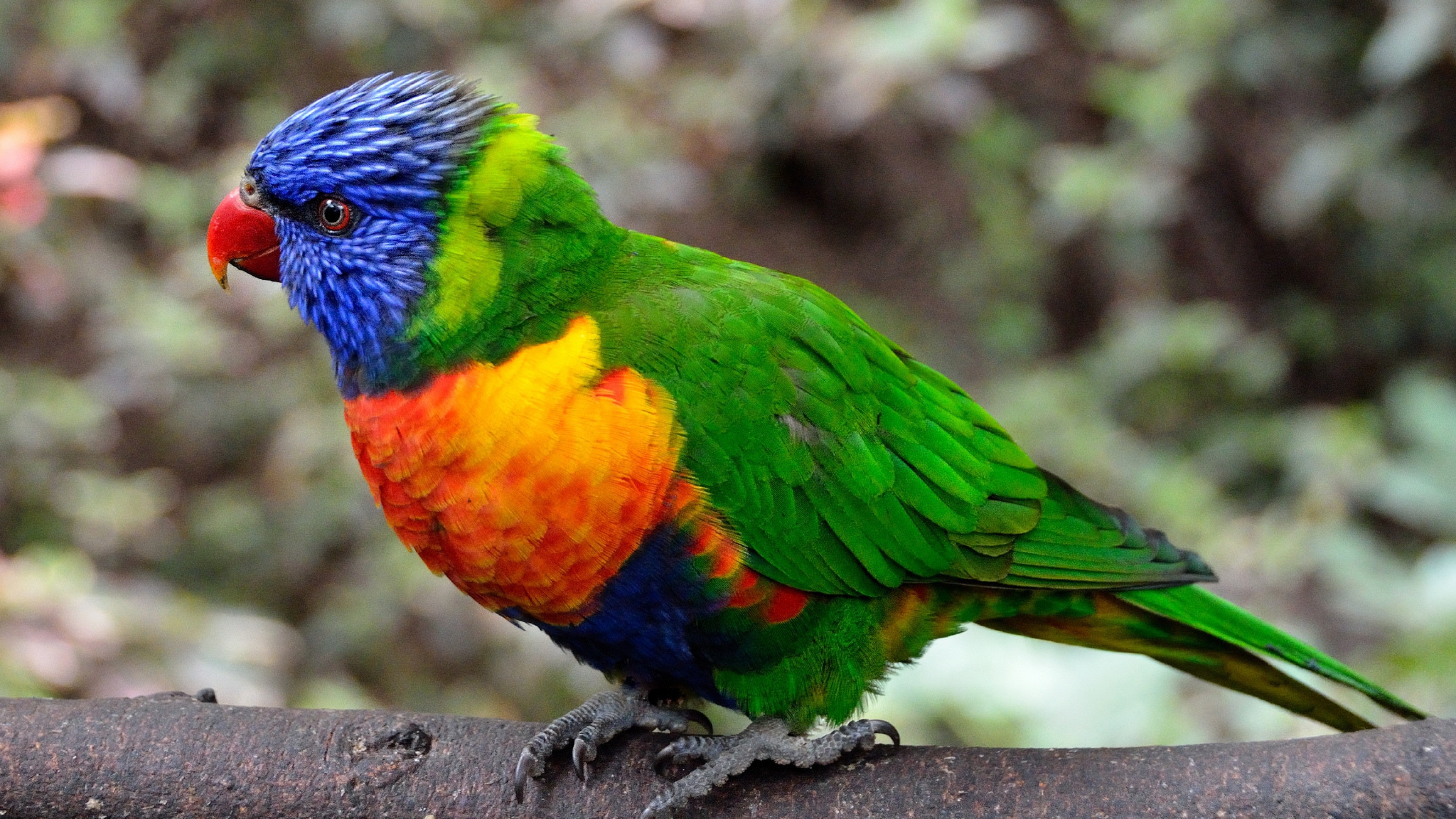 Colorful Parrot Bird, HD Birds, 4k Wallpaper, Image, Background