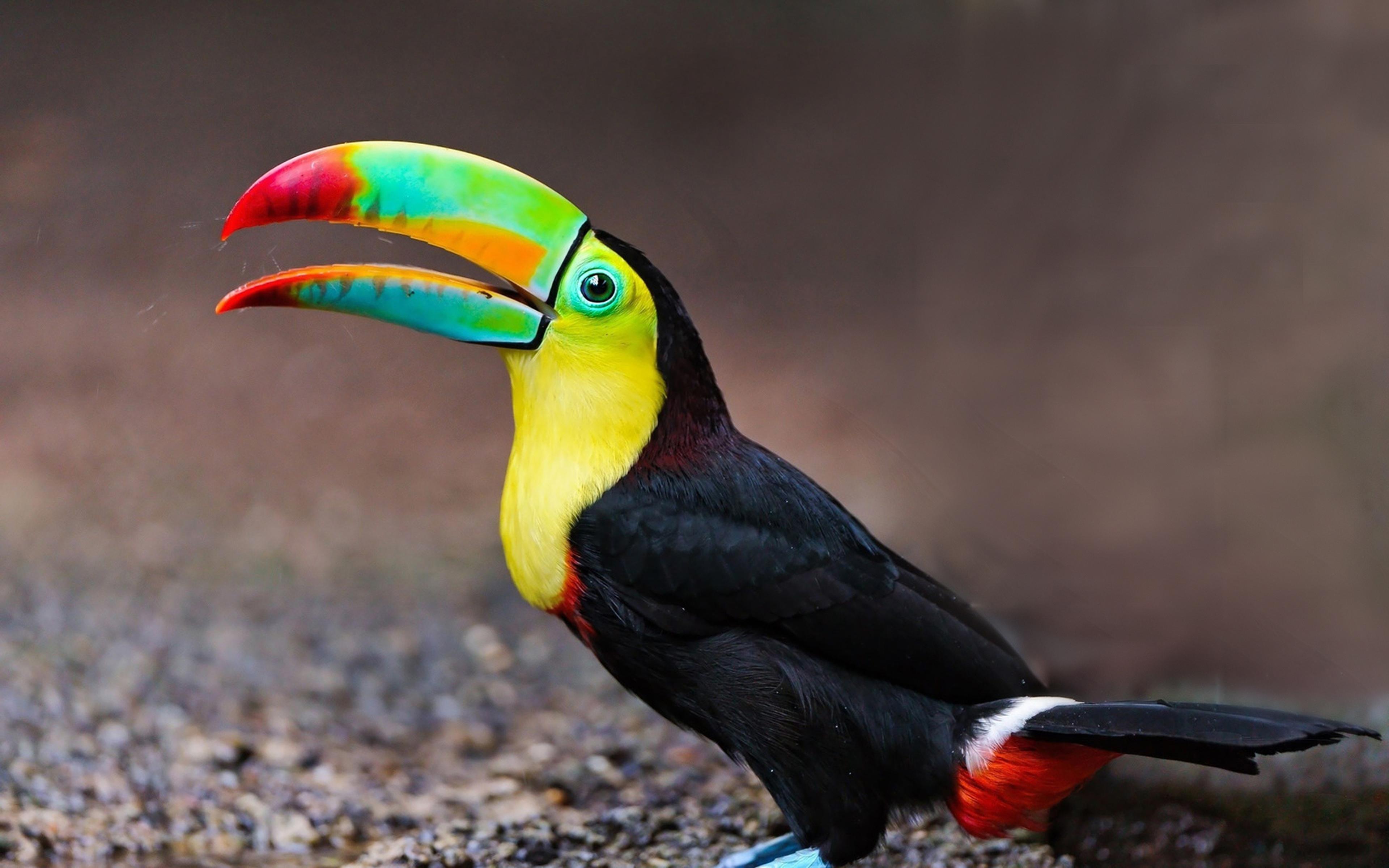Toucan Tropical Exotic Colored Birds Colorful Beak Yellow Breasts