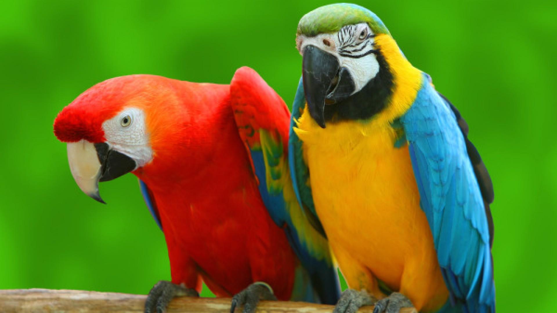 Most Colorful Bird Parrot Birds Photo Wallpaper