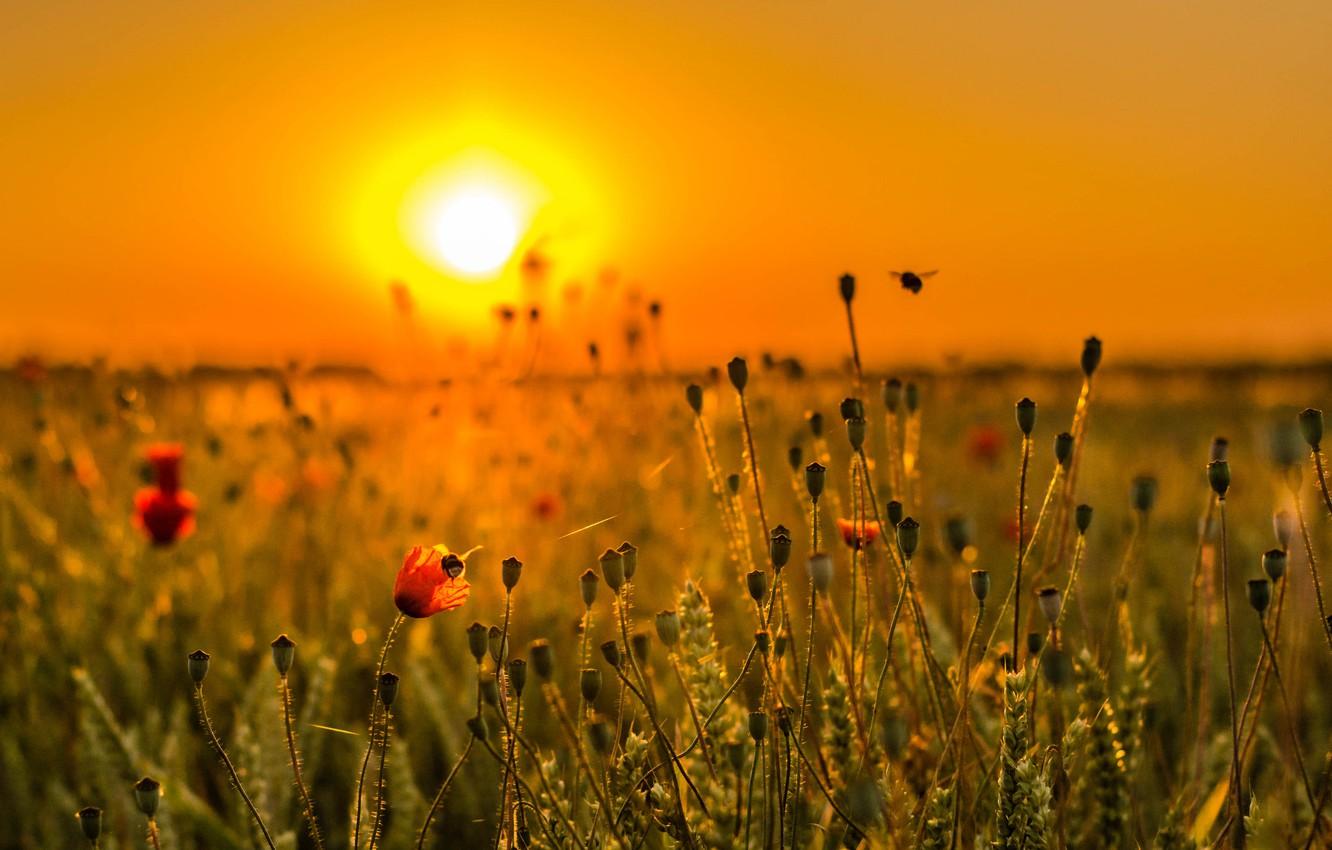 Wallpaper field, the sky, grass, the sun, sunset, flowers, meadow