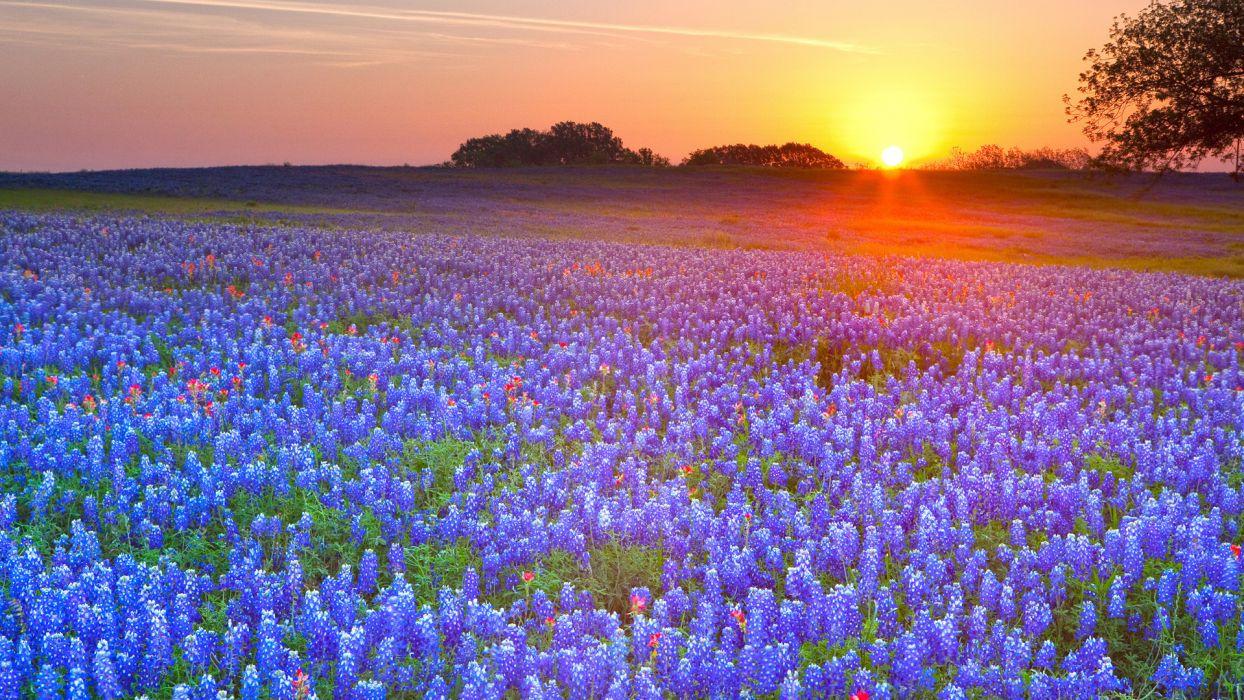 Meadow flowers sunset lupine hdr fields sky color wallpaper